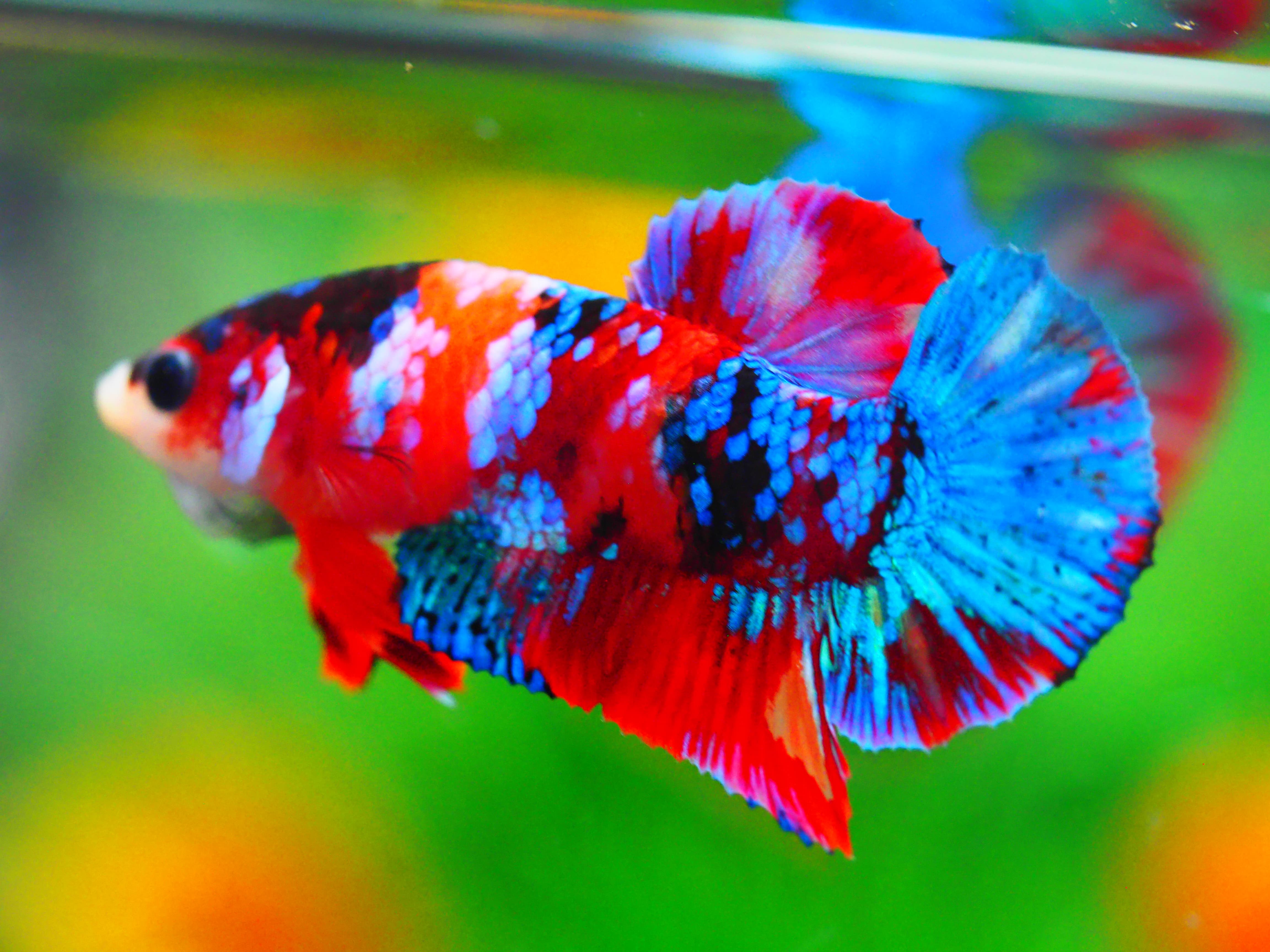 HMPK KOI GALAXY MALE GRADE A +++