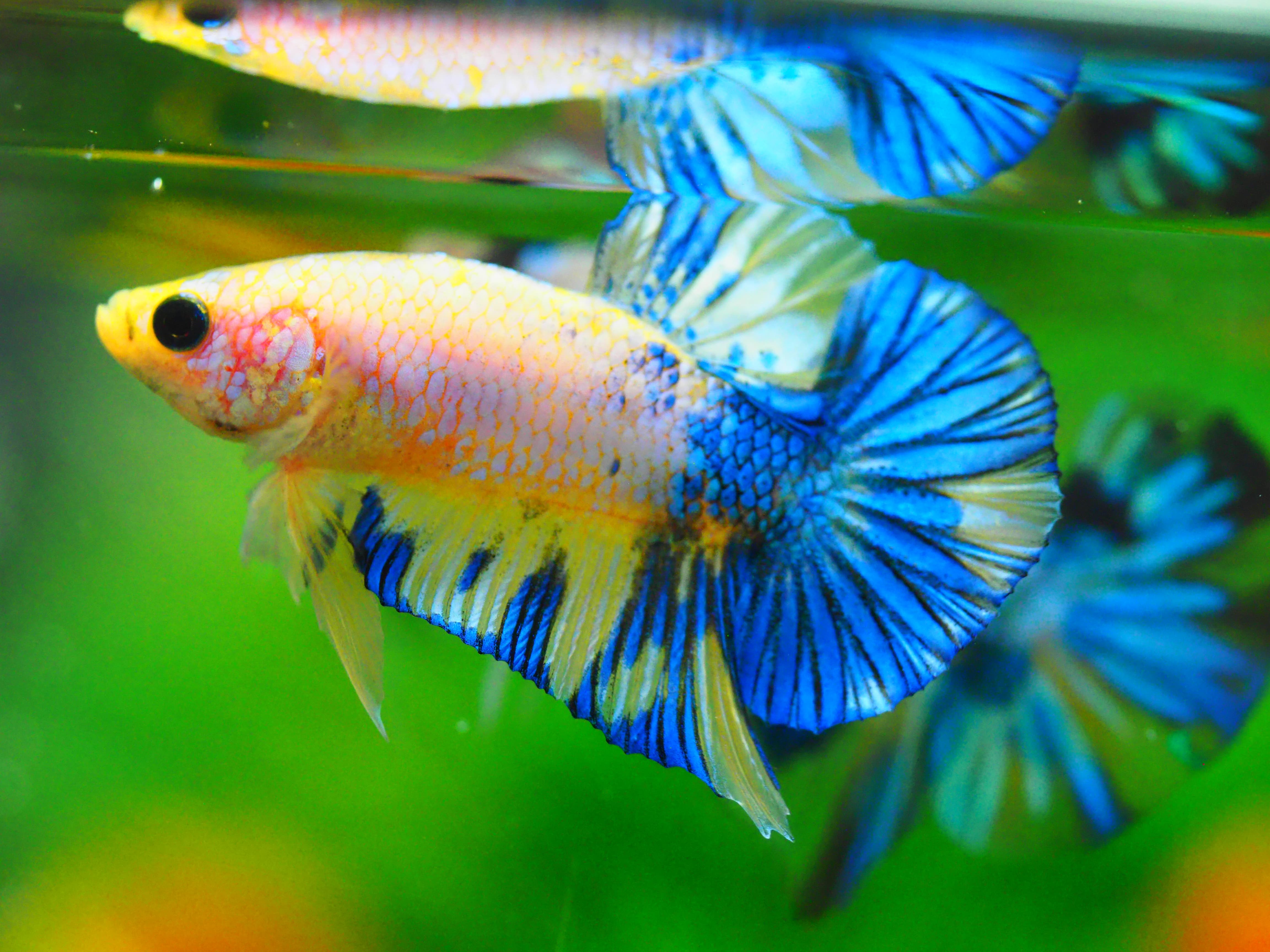 HMPK FANCY MALE GRADE A +++