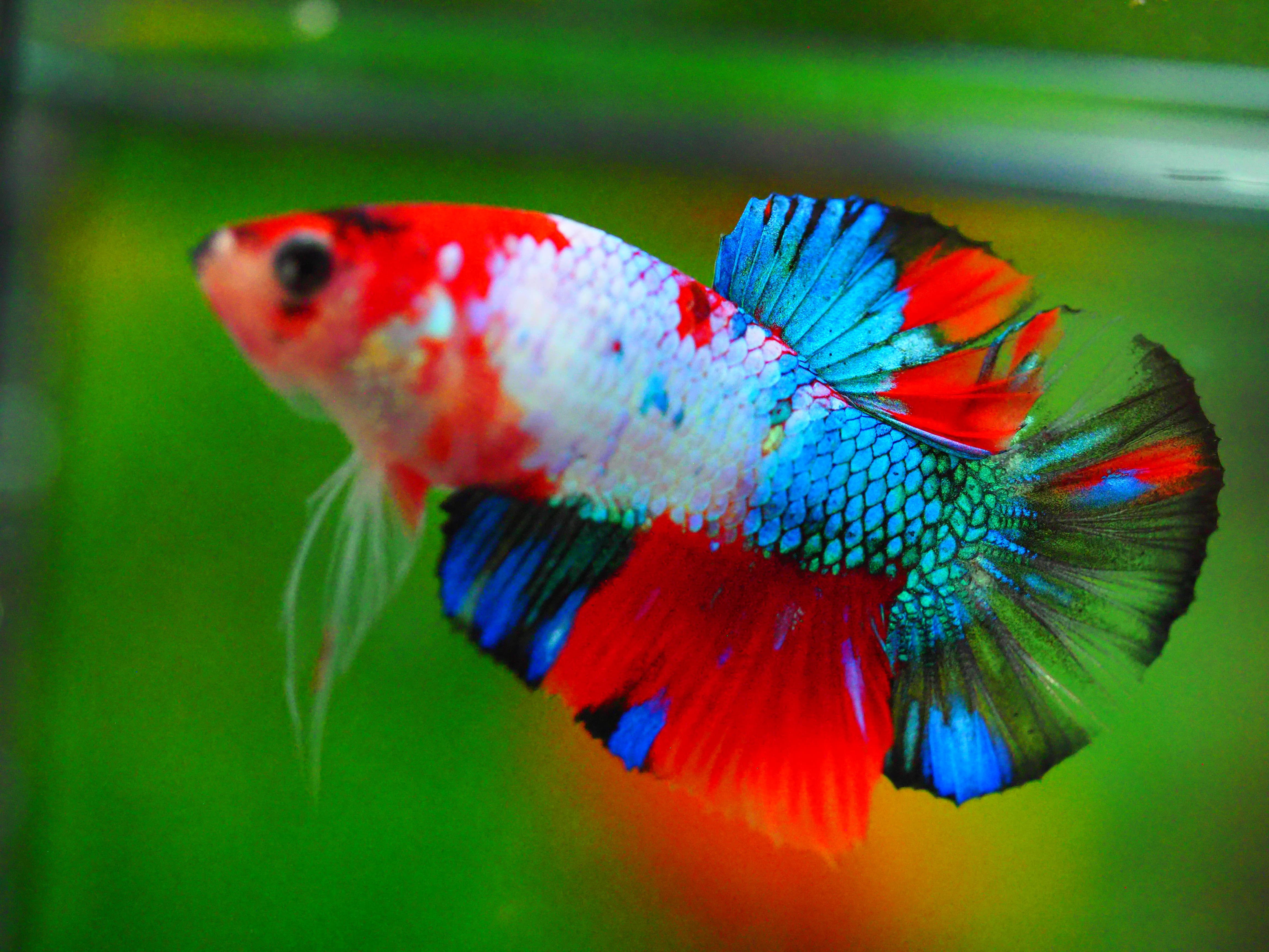 HMPKKOI GALAXY MALE GRADE A +++