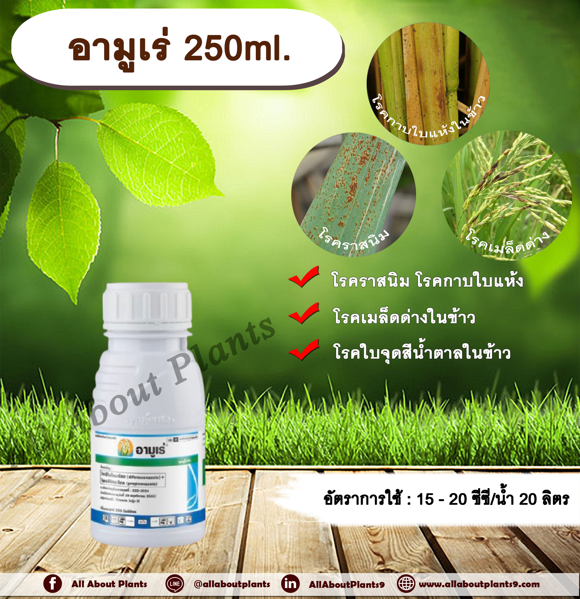 อามูเร่ 250ml. ไดฟีโนโคนาโซล+โพรพิโคนาโซล สารกำจัดเชื้อรา โรคเมล็ดด่าง โรคราสนิม โรคใบจุดสีน้ำตาล โรคกาบใบแห้ง ซินเจนทา allaboutplants ชิ้น