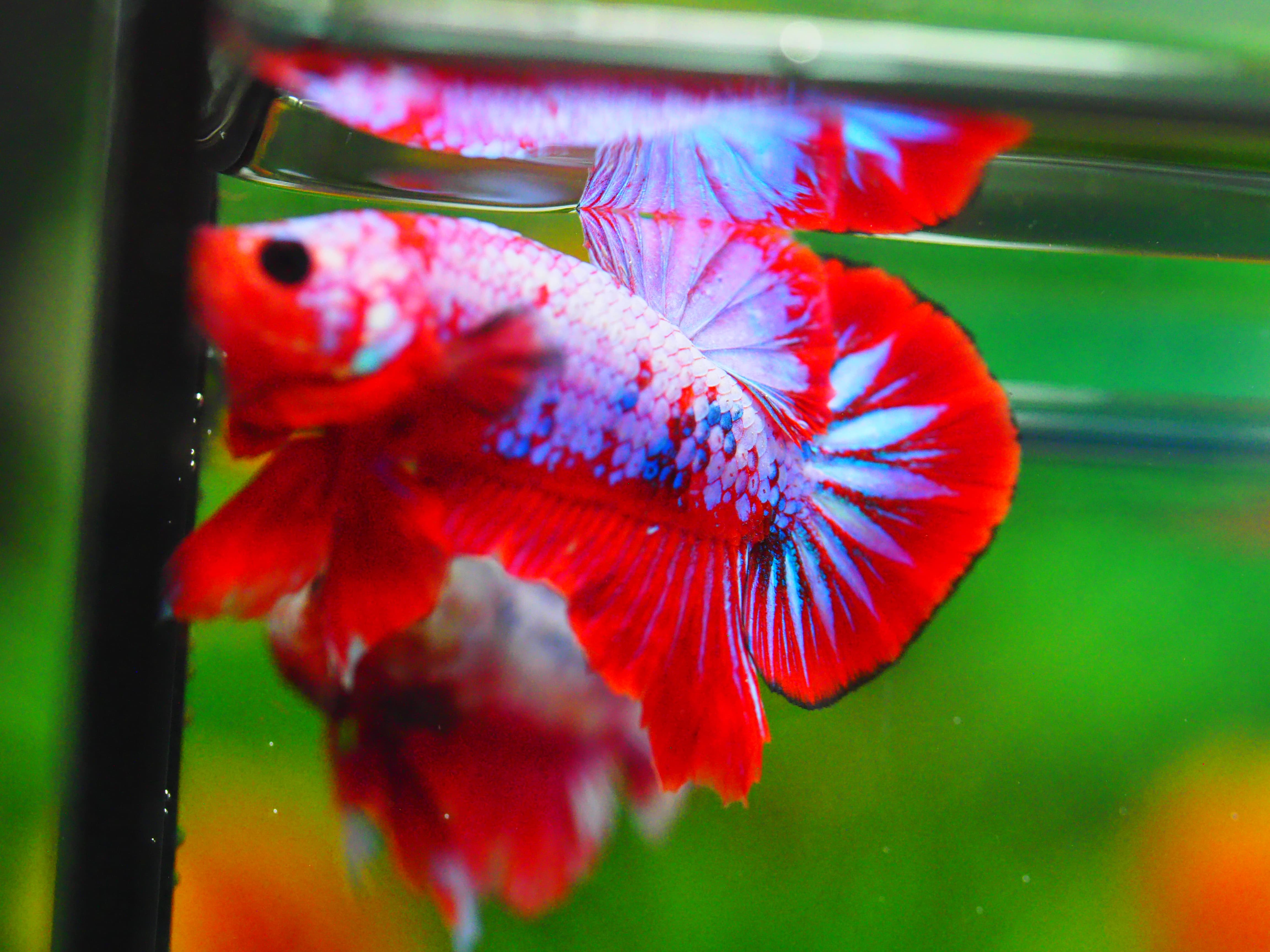 HMPK FANCY MALE GRADE A +++