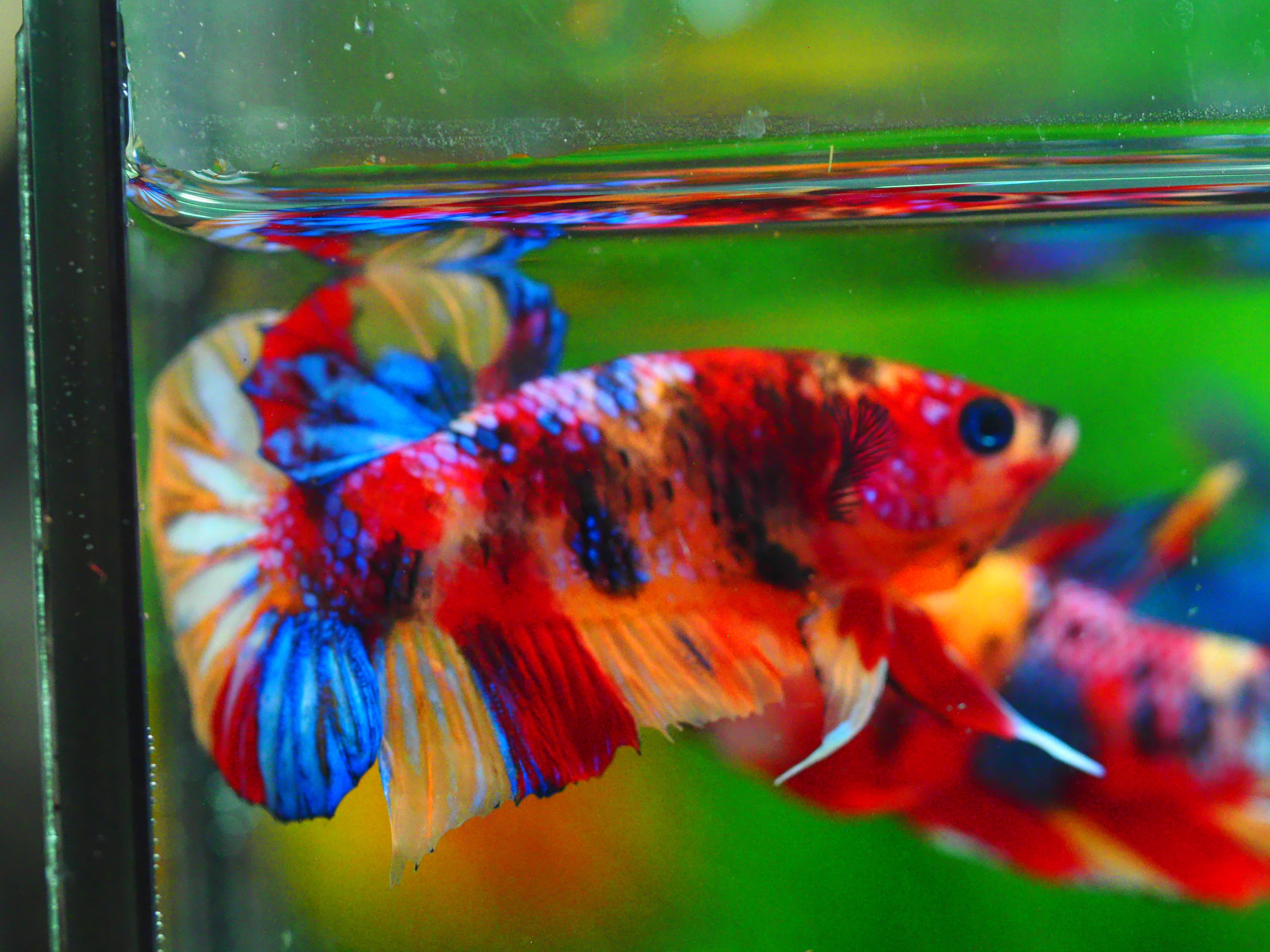 HMPK NEMO I GALAXY MALE GRADE A +++