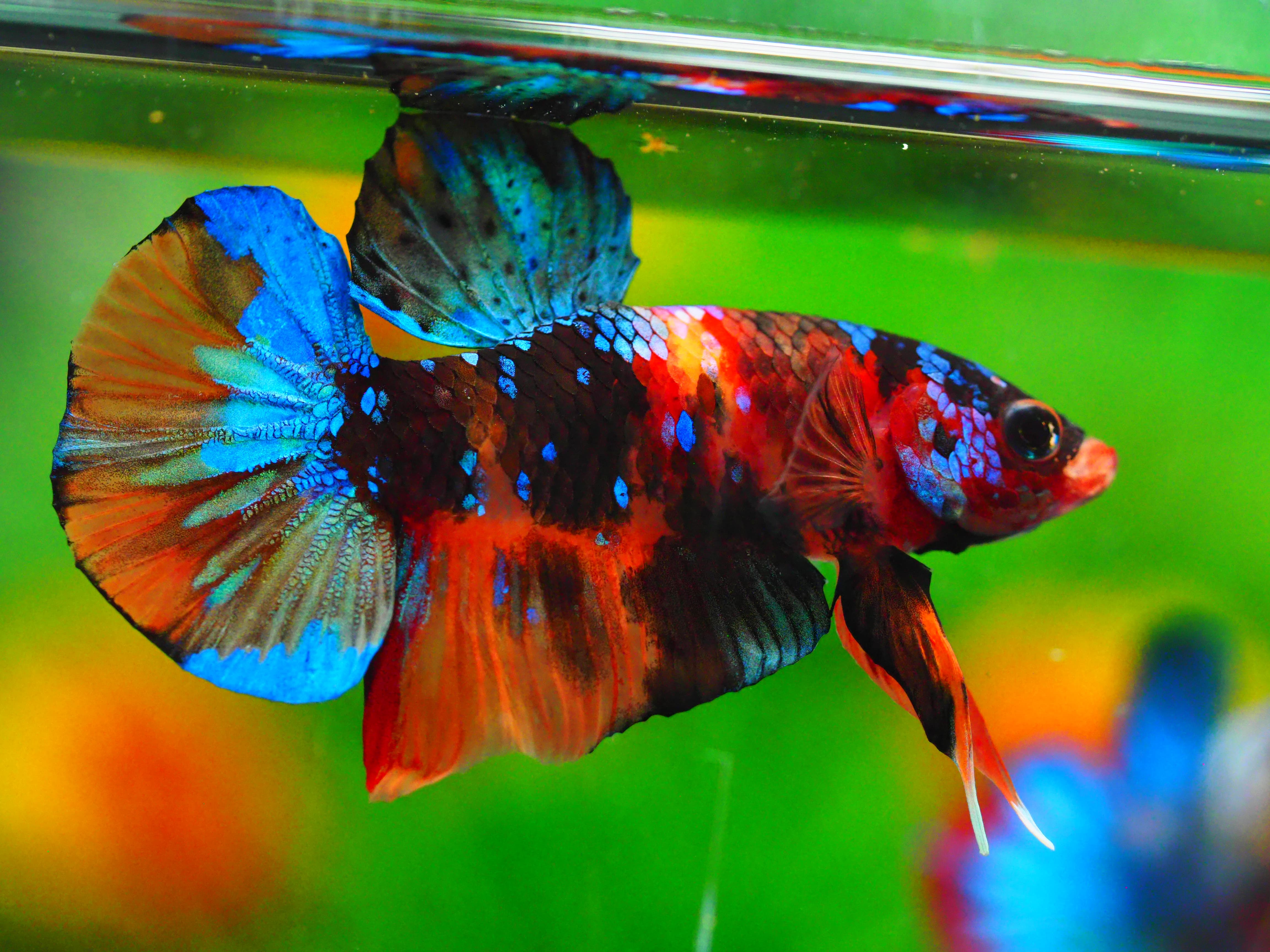 HMPK NEMO GALAXY MALE GRADE A +++