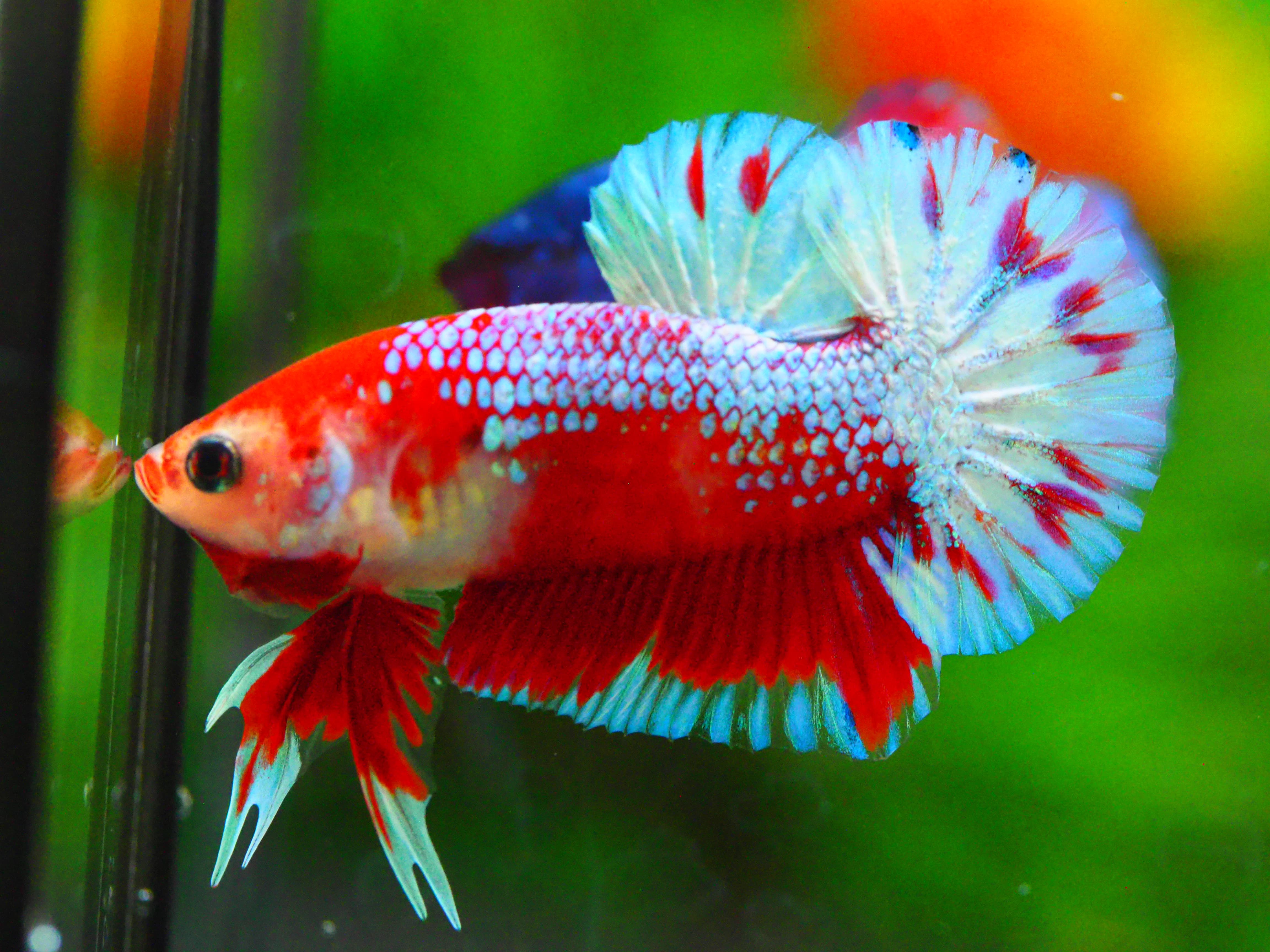 HMPK FANCY MALE GRADE A +++