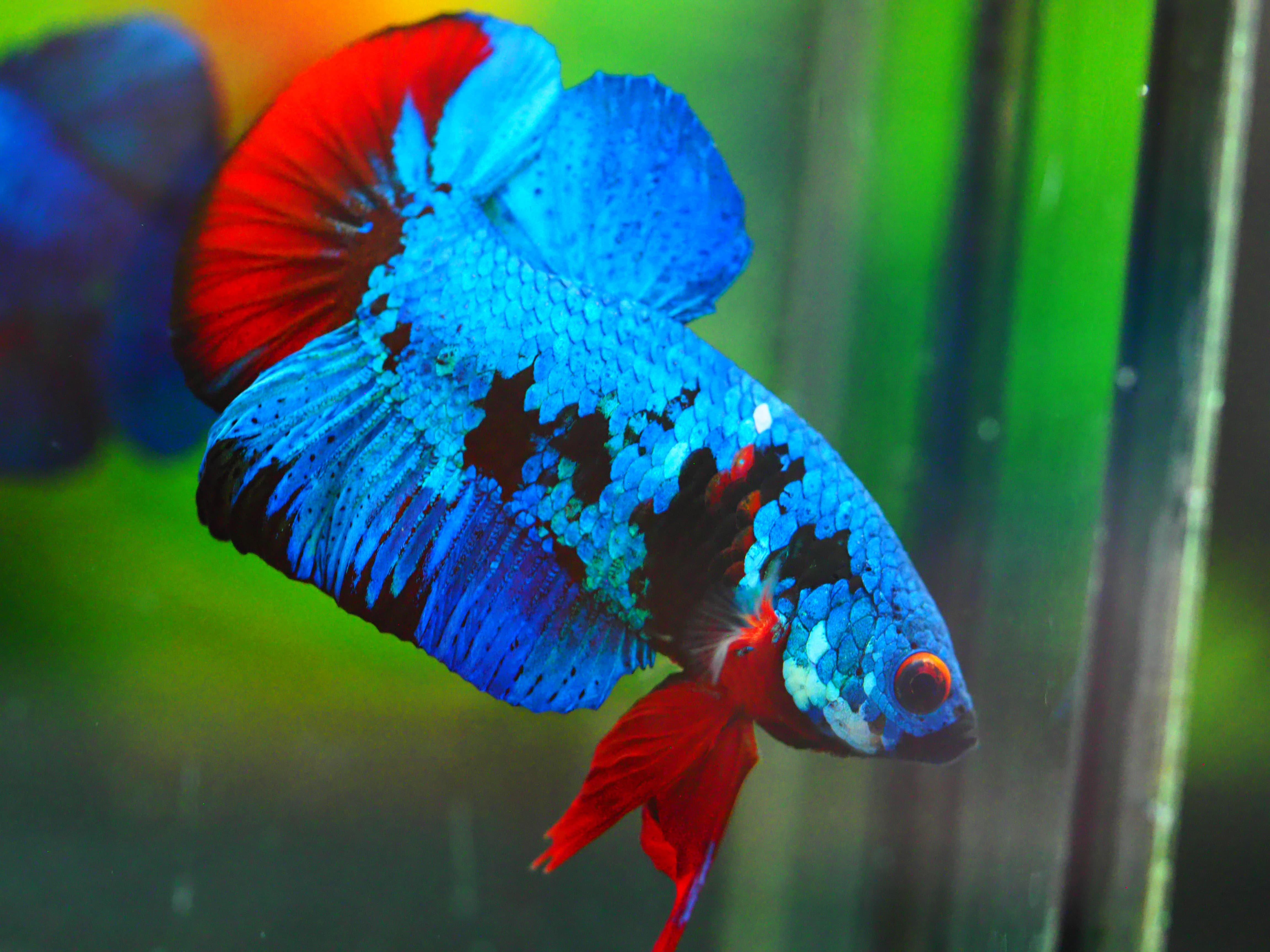 HMPK KOI GALAXY MALE GRADE A +++