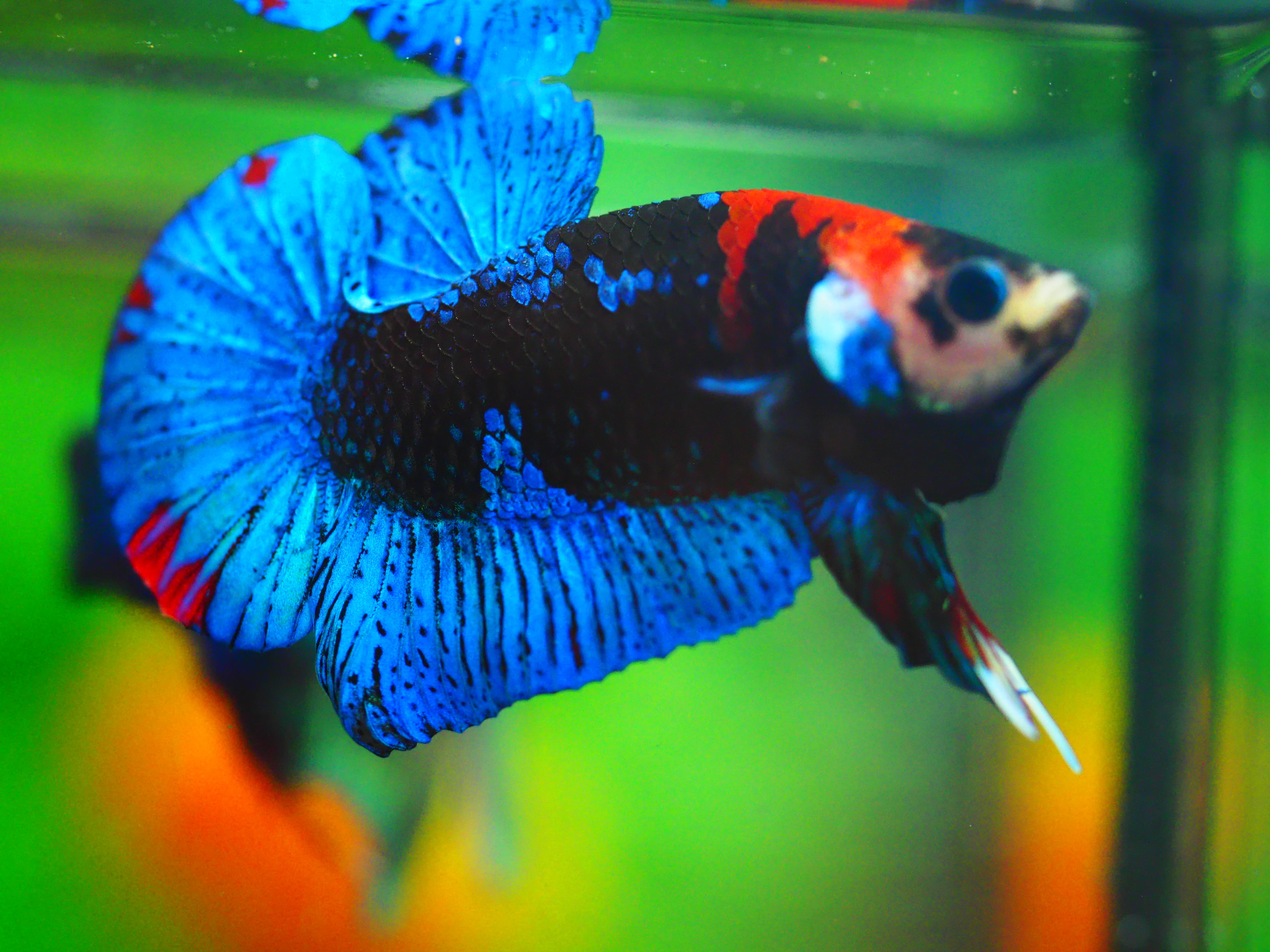 HMPK KOI GALAXY MALE GRADE A +++