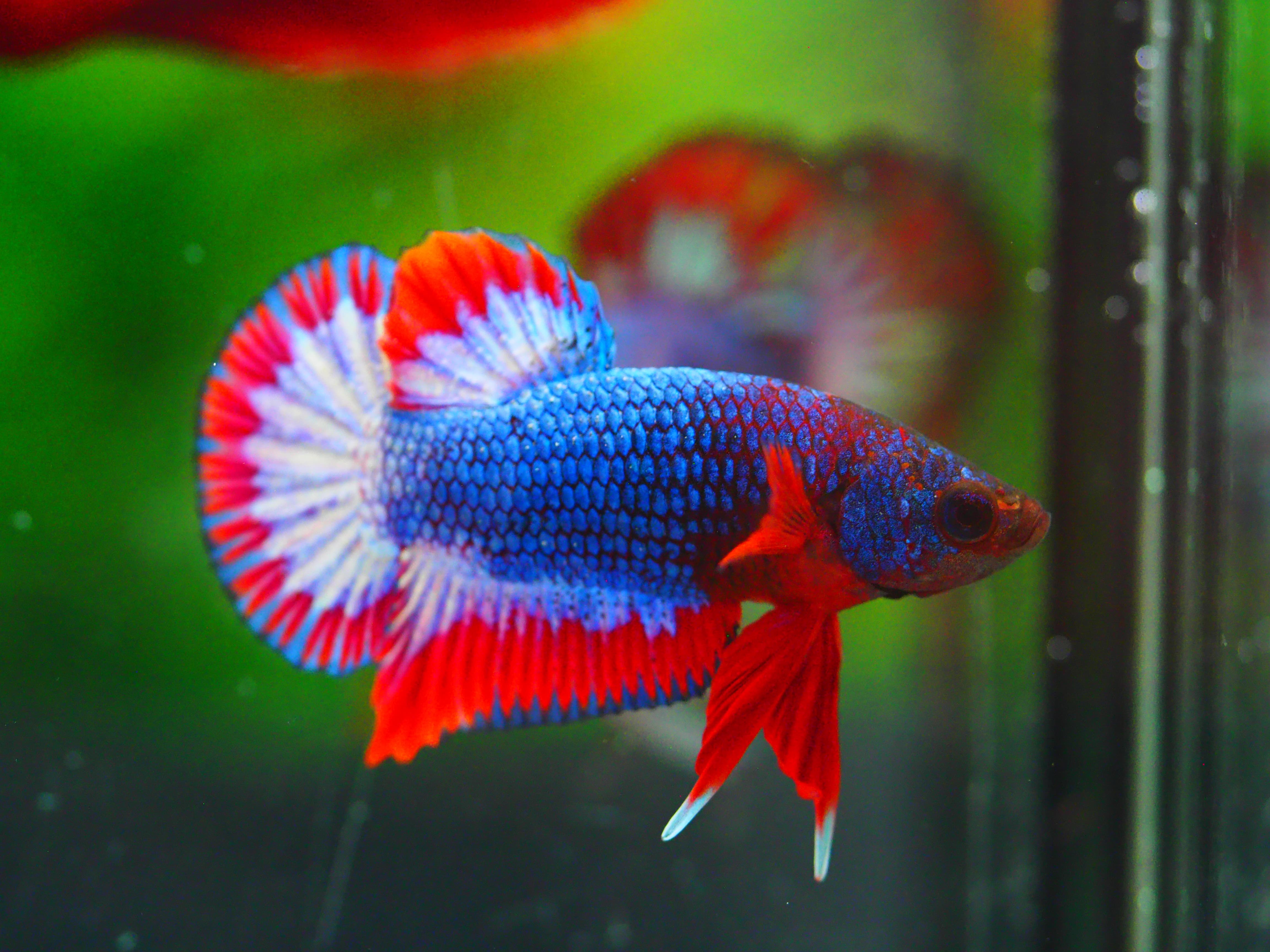 HMPK THAILAND MALE GRADE A +++