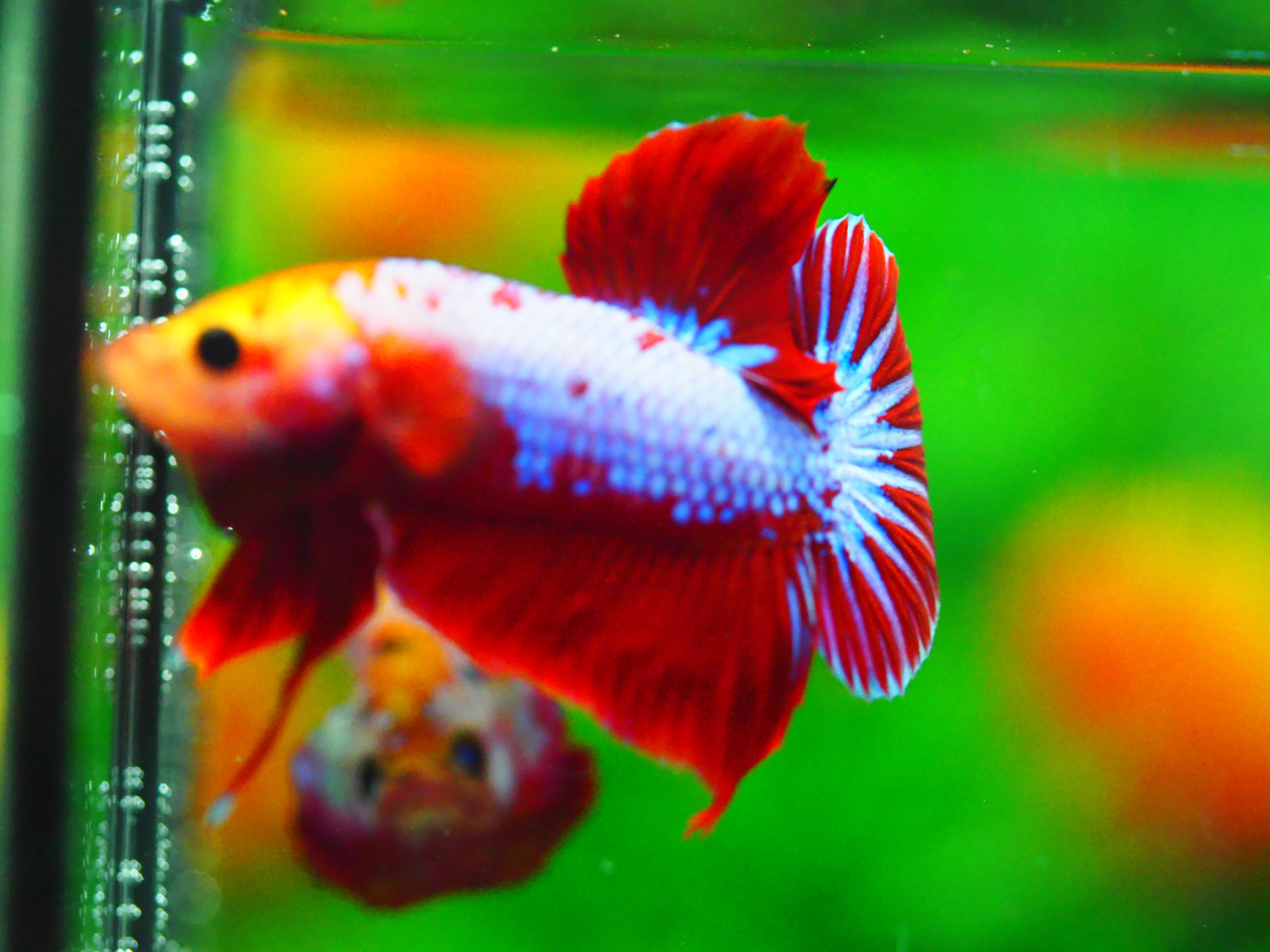 HMPK FANCY MALE GRADE A +++