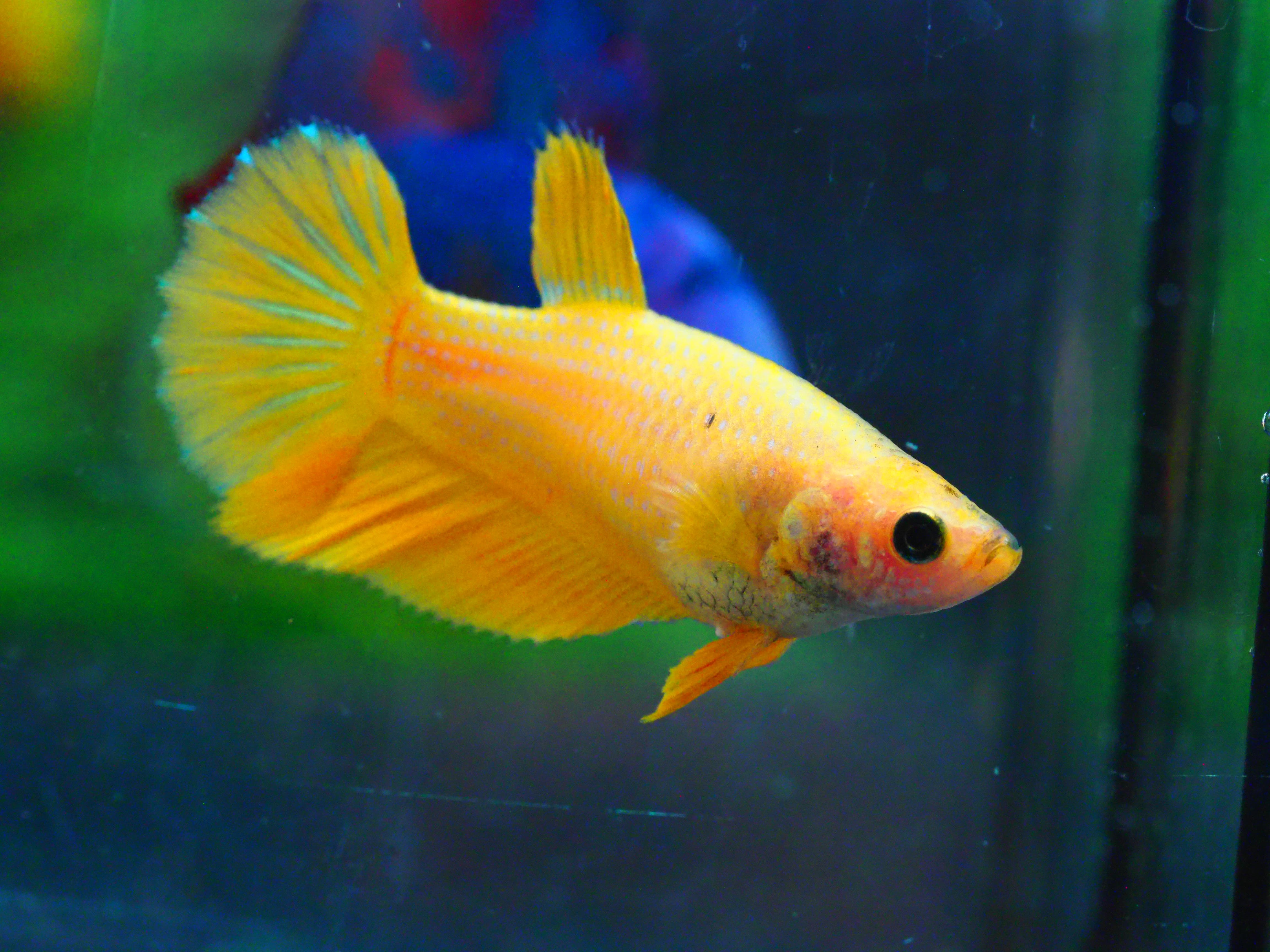 HM YELLOW FNMALE GRADE A +++