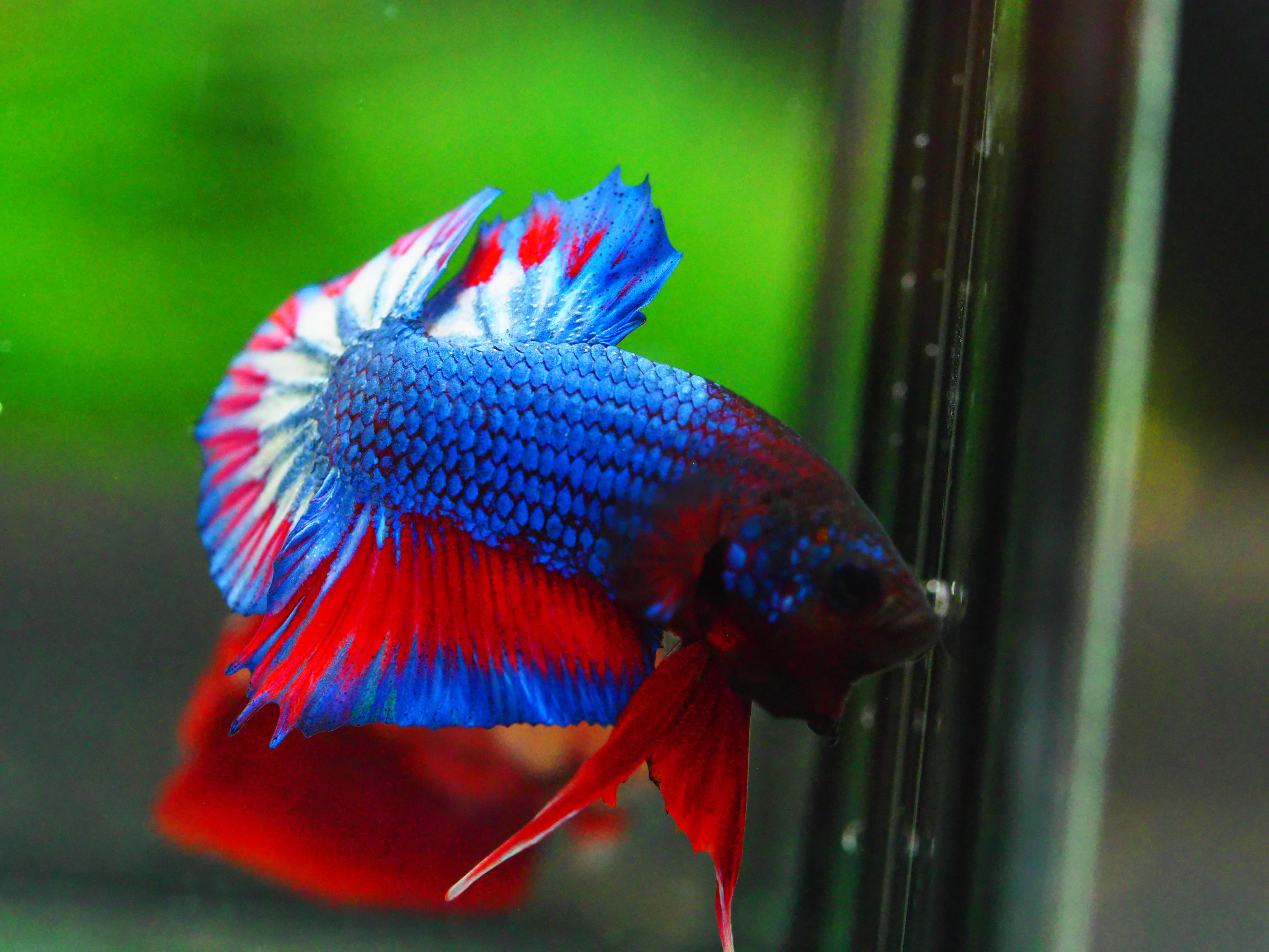 HMPK THAILAND MALE GRADE A +++