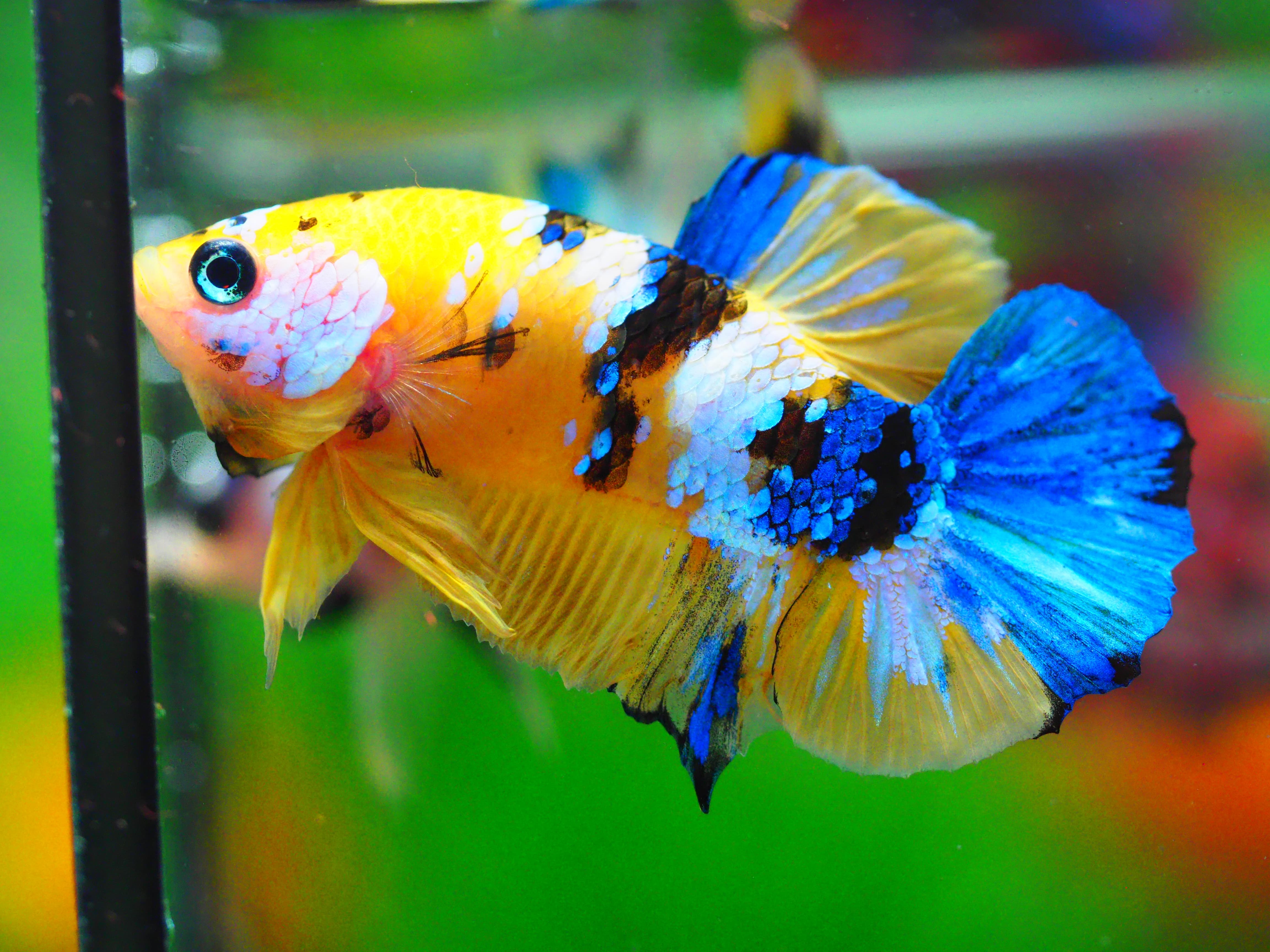 HMPK KOI YELLOW MALE GRADE A +++