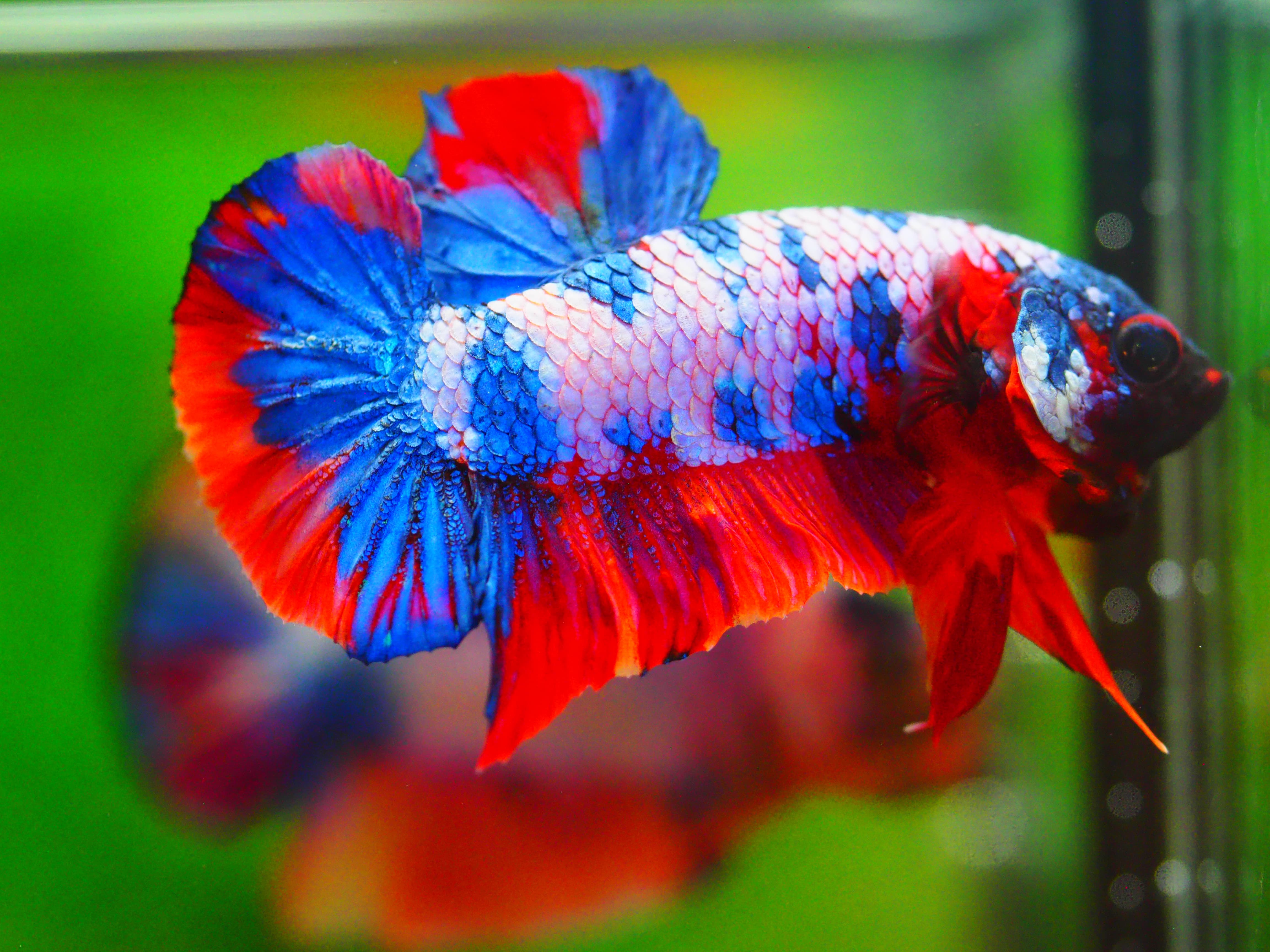 HMPK KOI FANCY MALE GRADE A +++