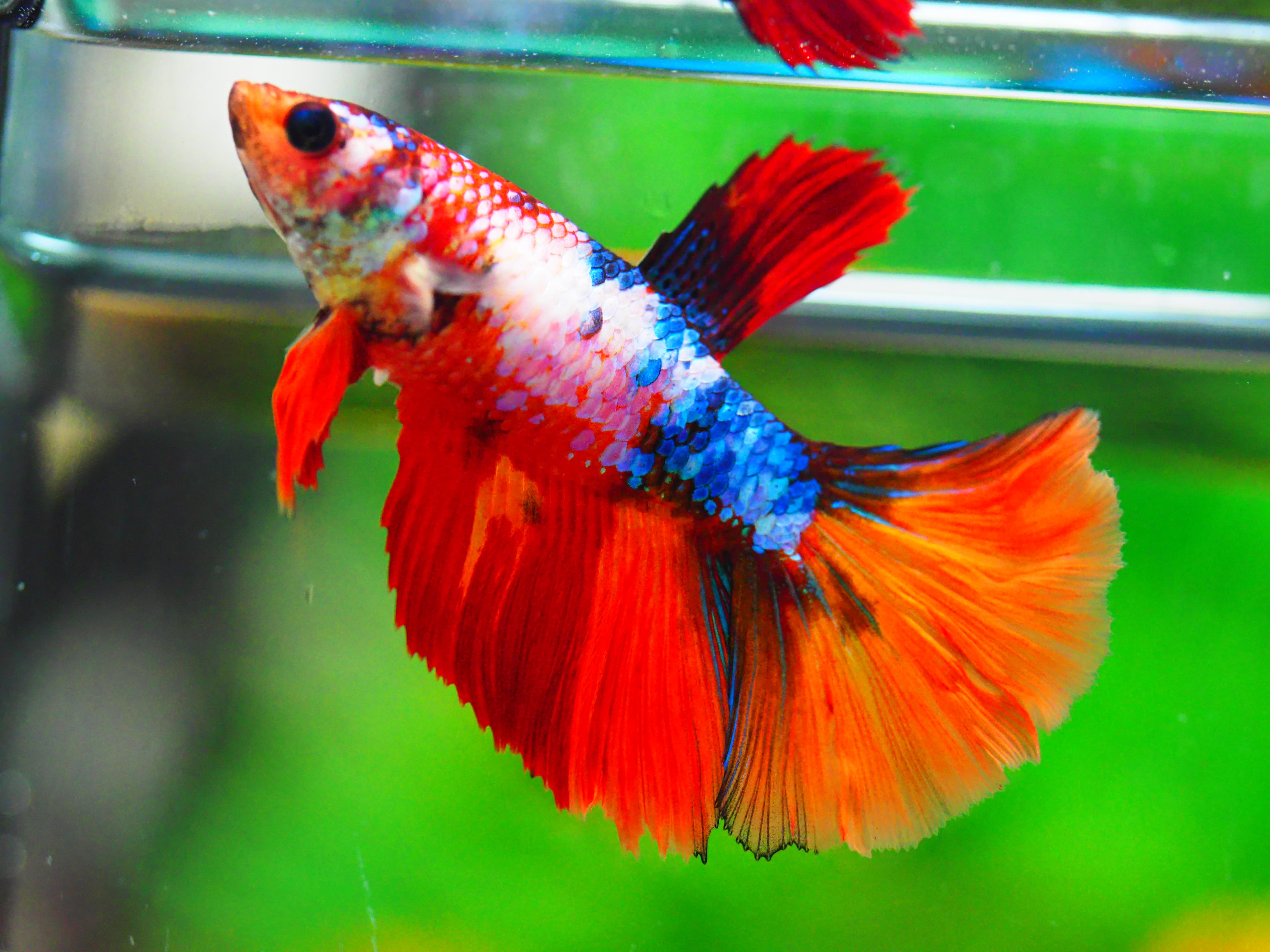 HM NEMO GALAXY FNMALE GRADE A +++