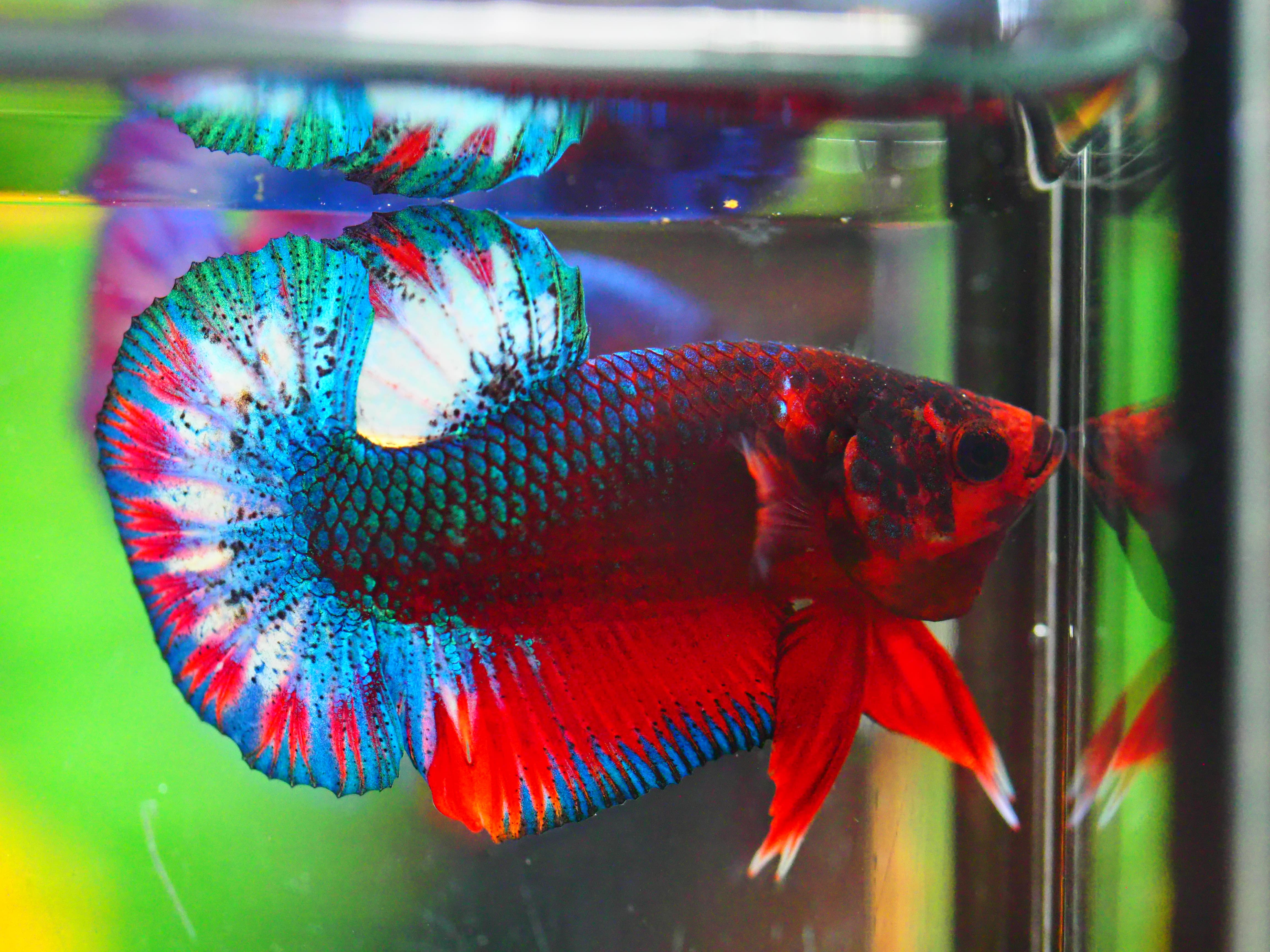 HMPK FANCY MALE GRADE A +++