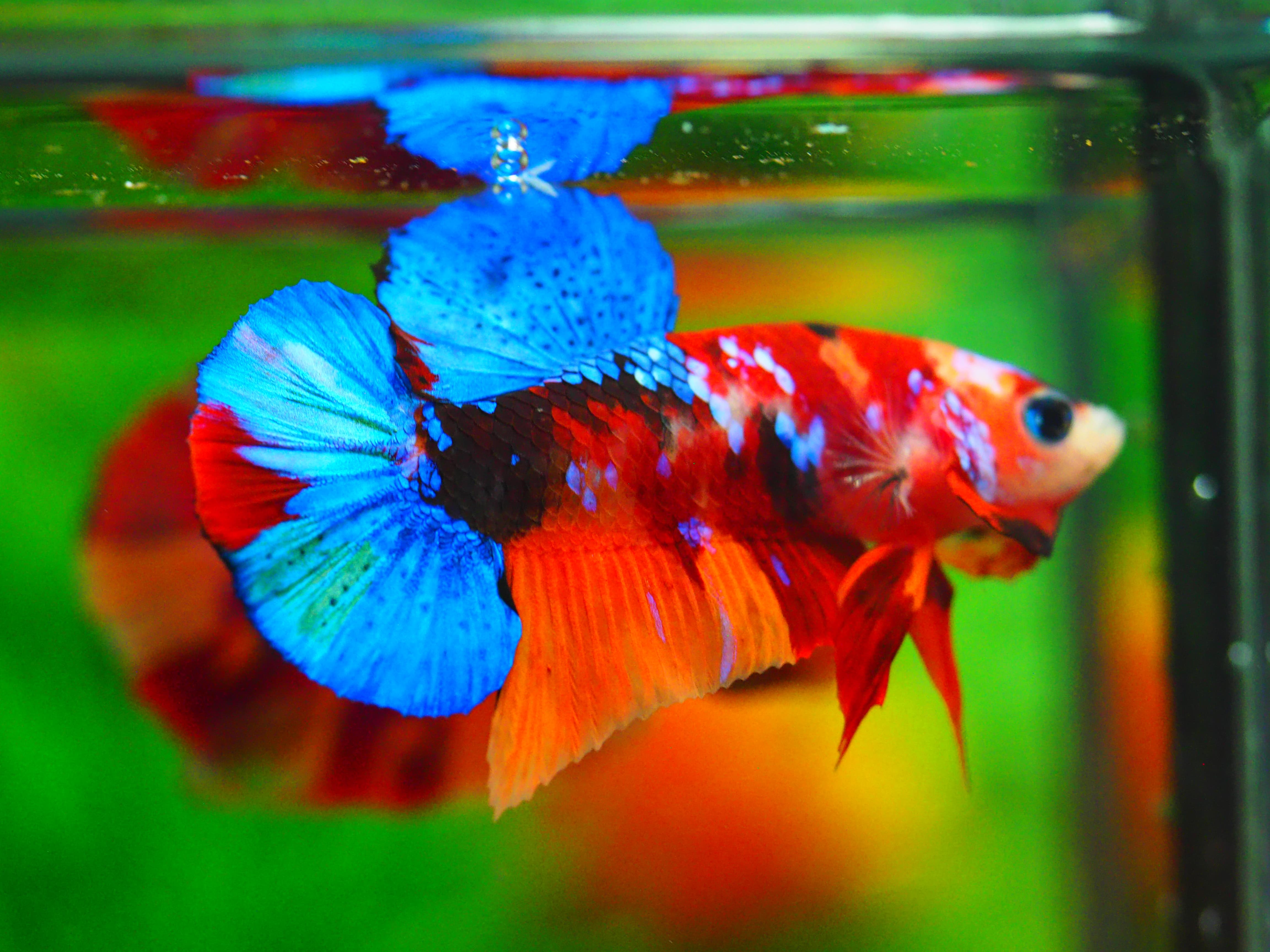 HMPK NEMO GALAXY MALE GRADE A++