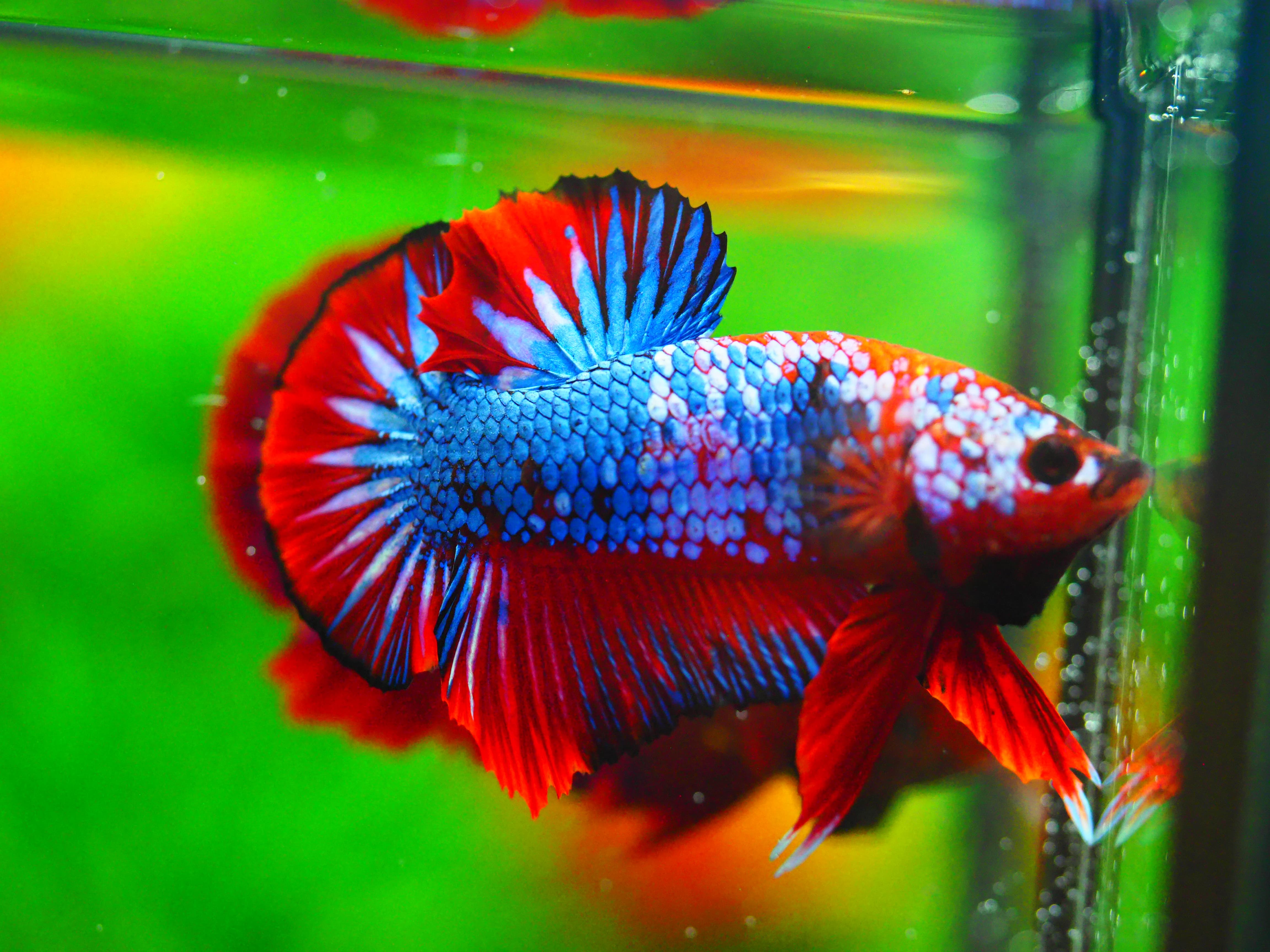 HMPK FANCY MALE GRADE A +++