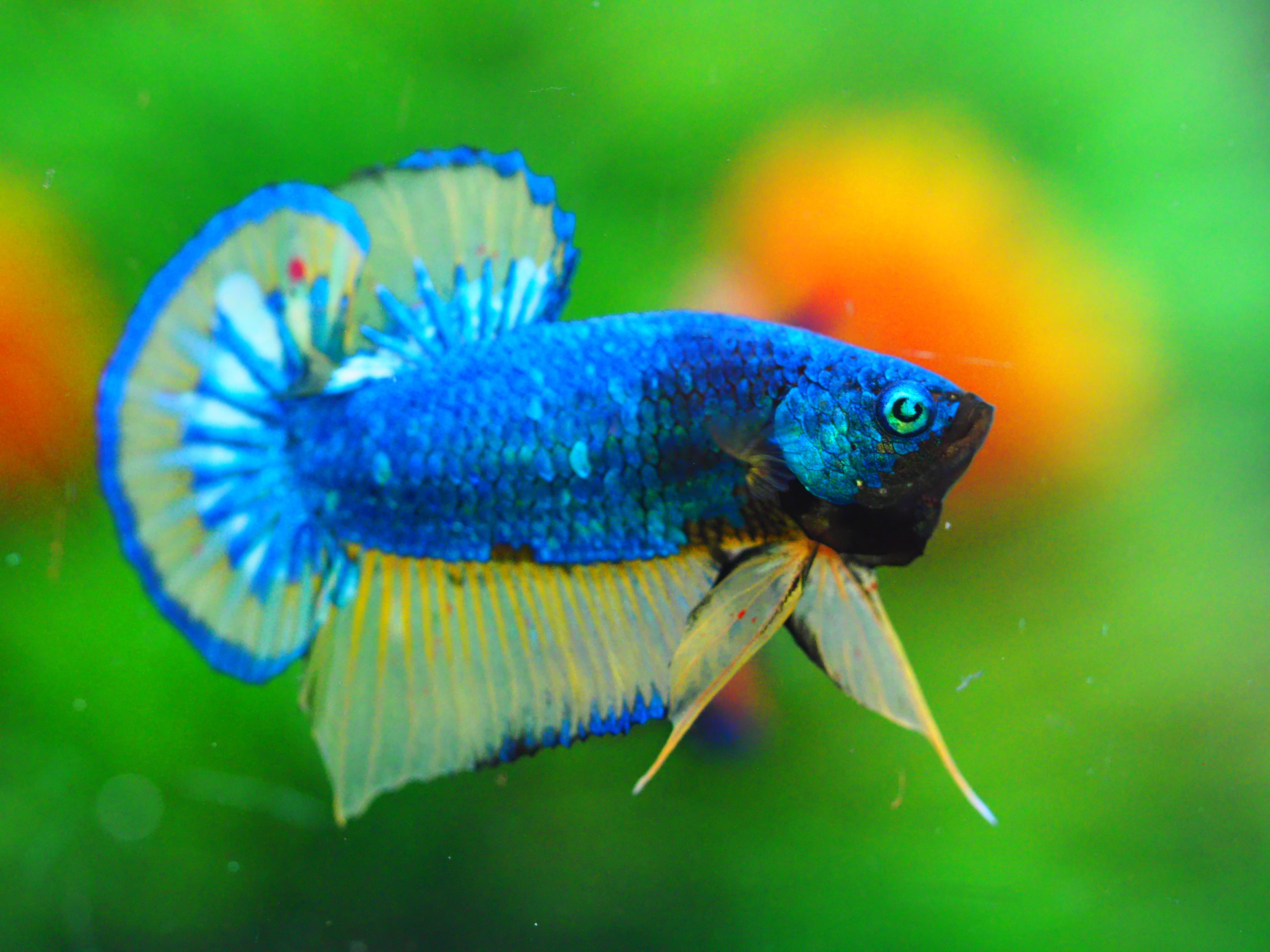 HMPK FANCY MALE GRADE A +++