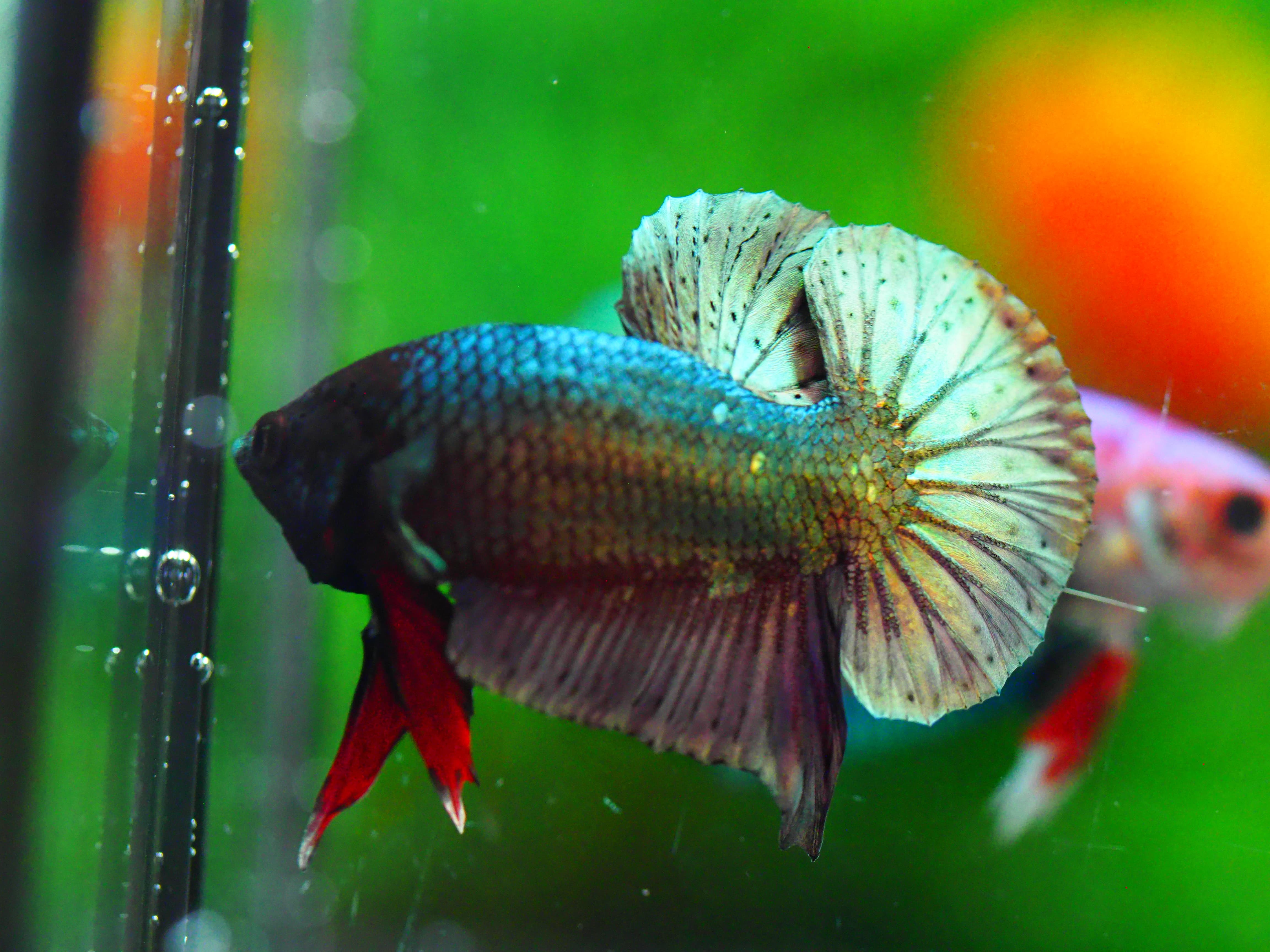 HMPK COPPER MALE GRADE A +++