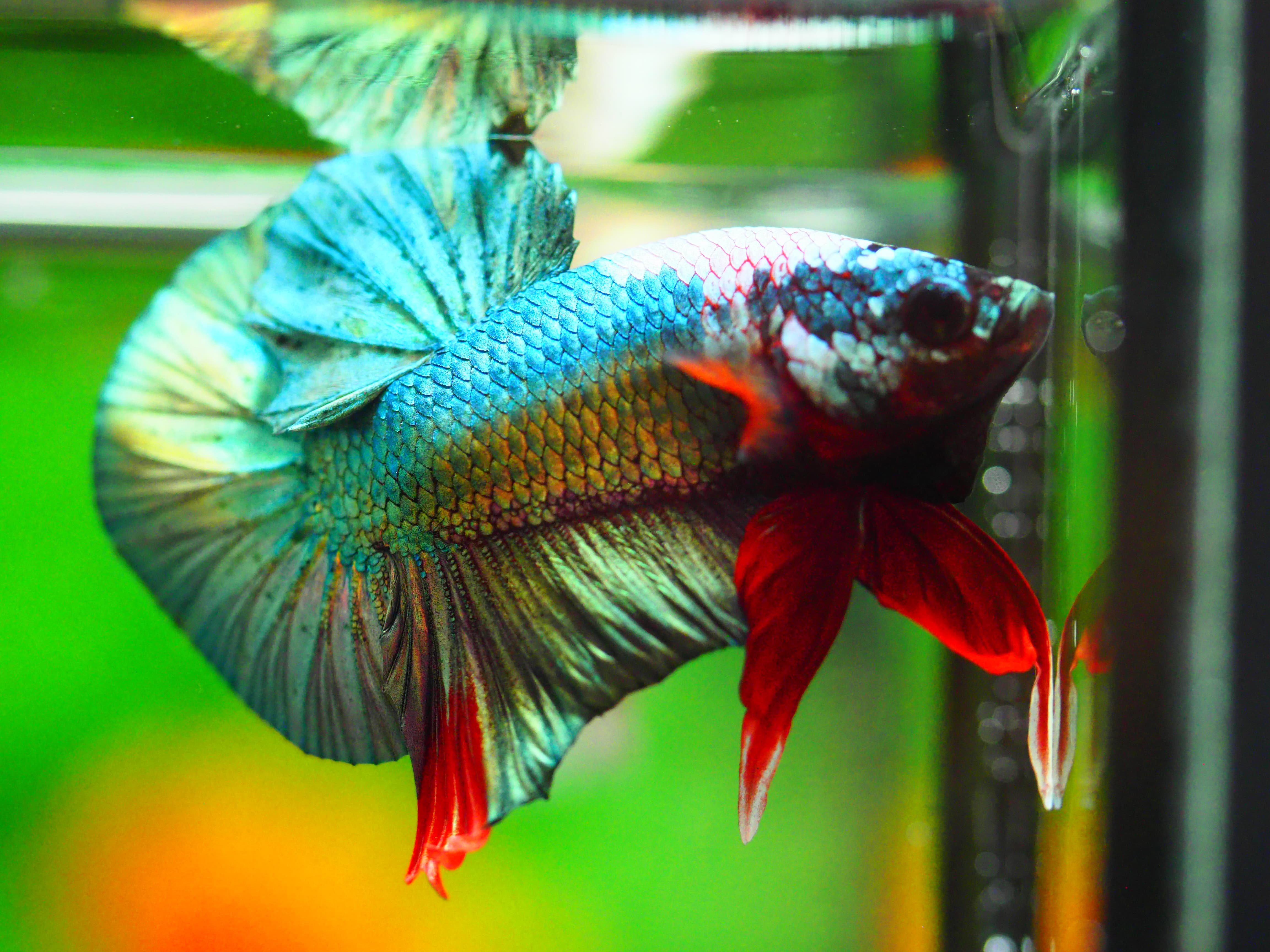 HMPK COPPER FANCY MALE GRADE A +++