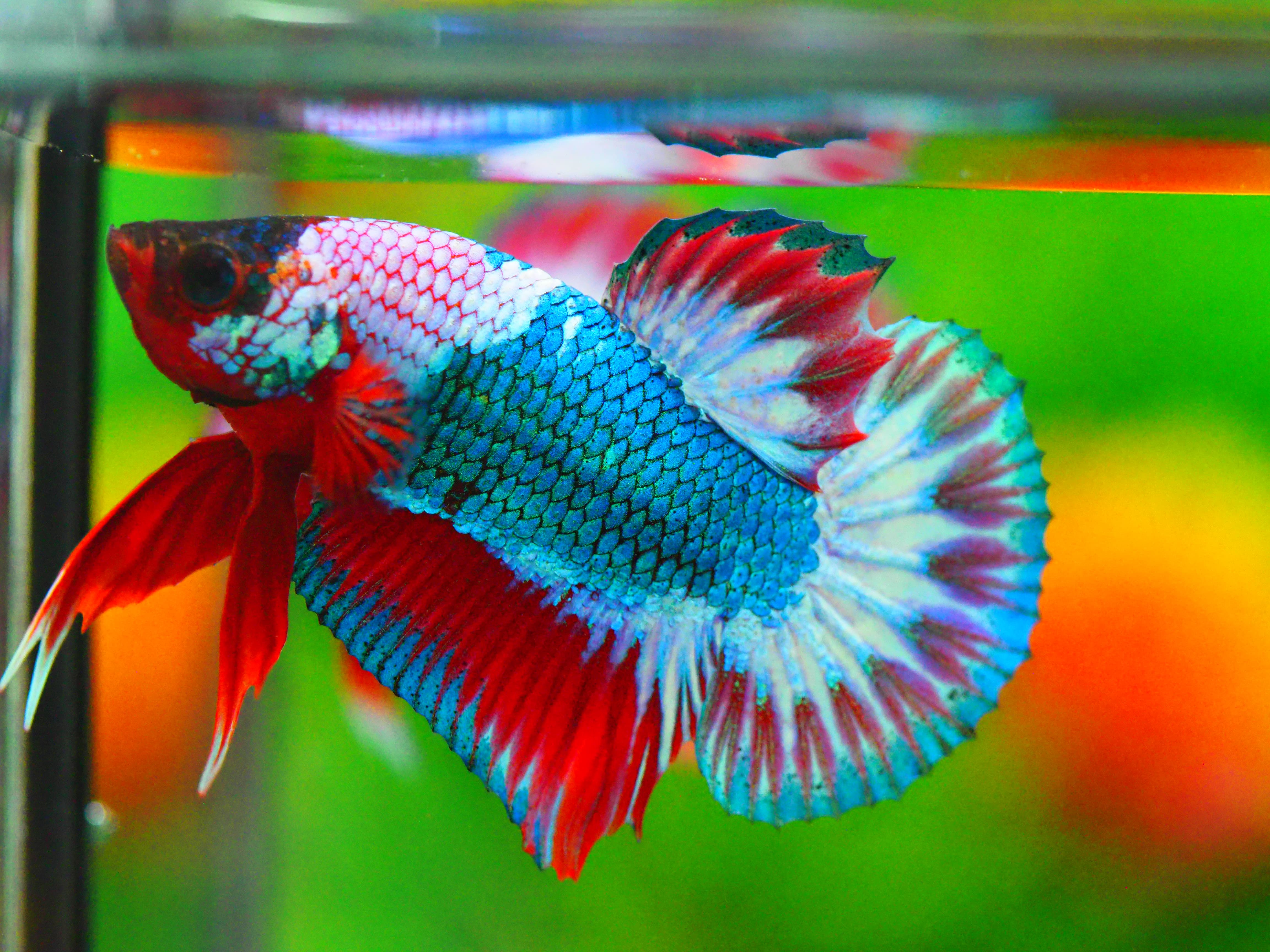 HMPK FANCY MALE GRADE A +++