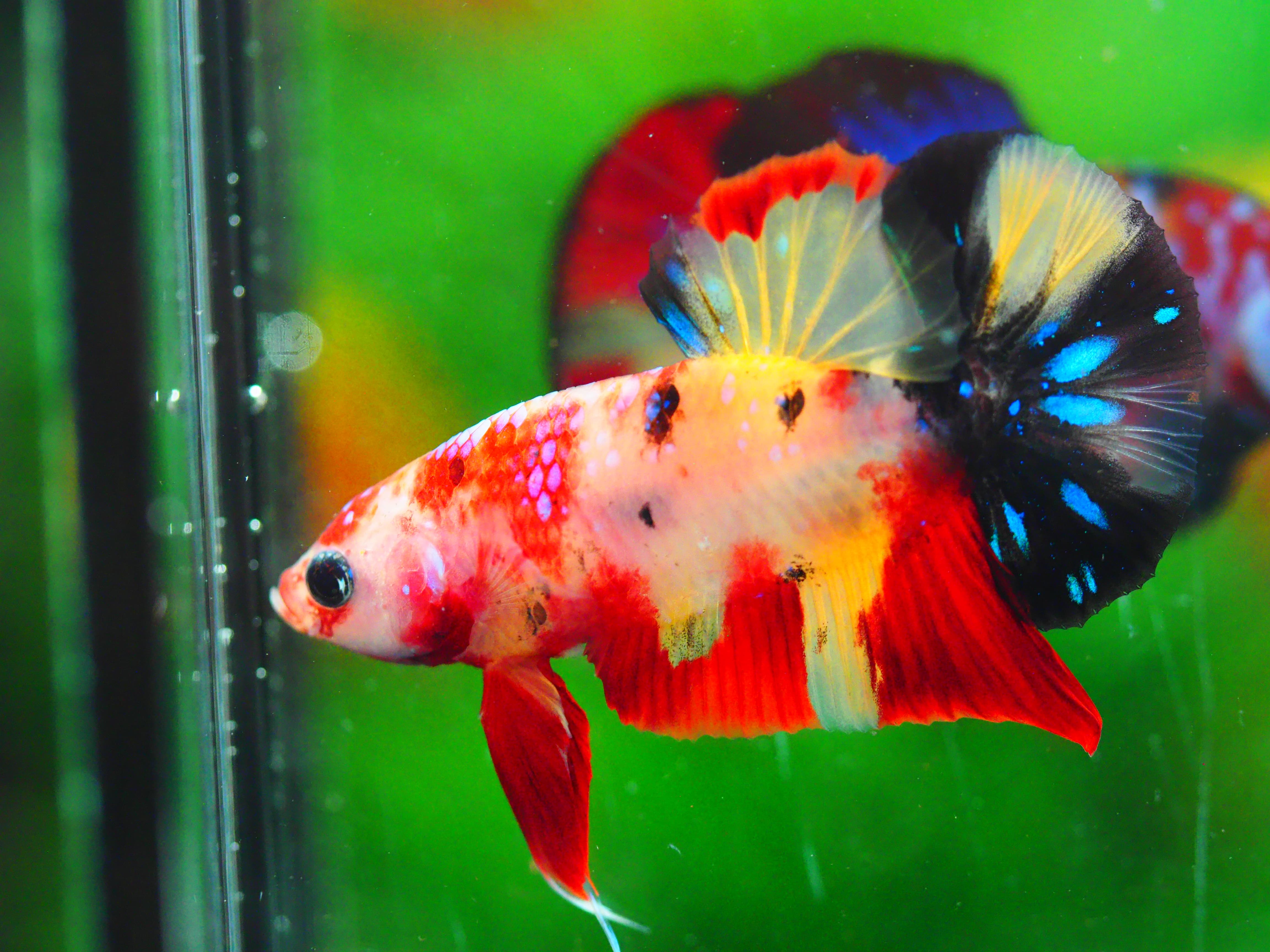 HMPK NEMO GALAXY MALE GRADE A +++