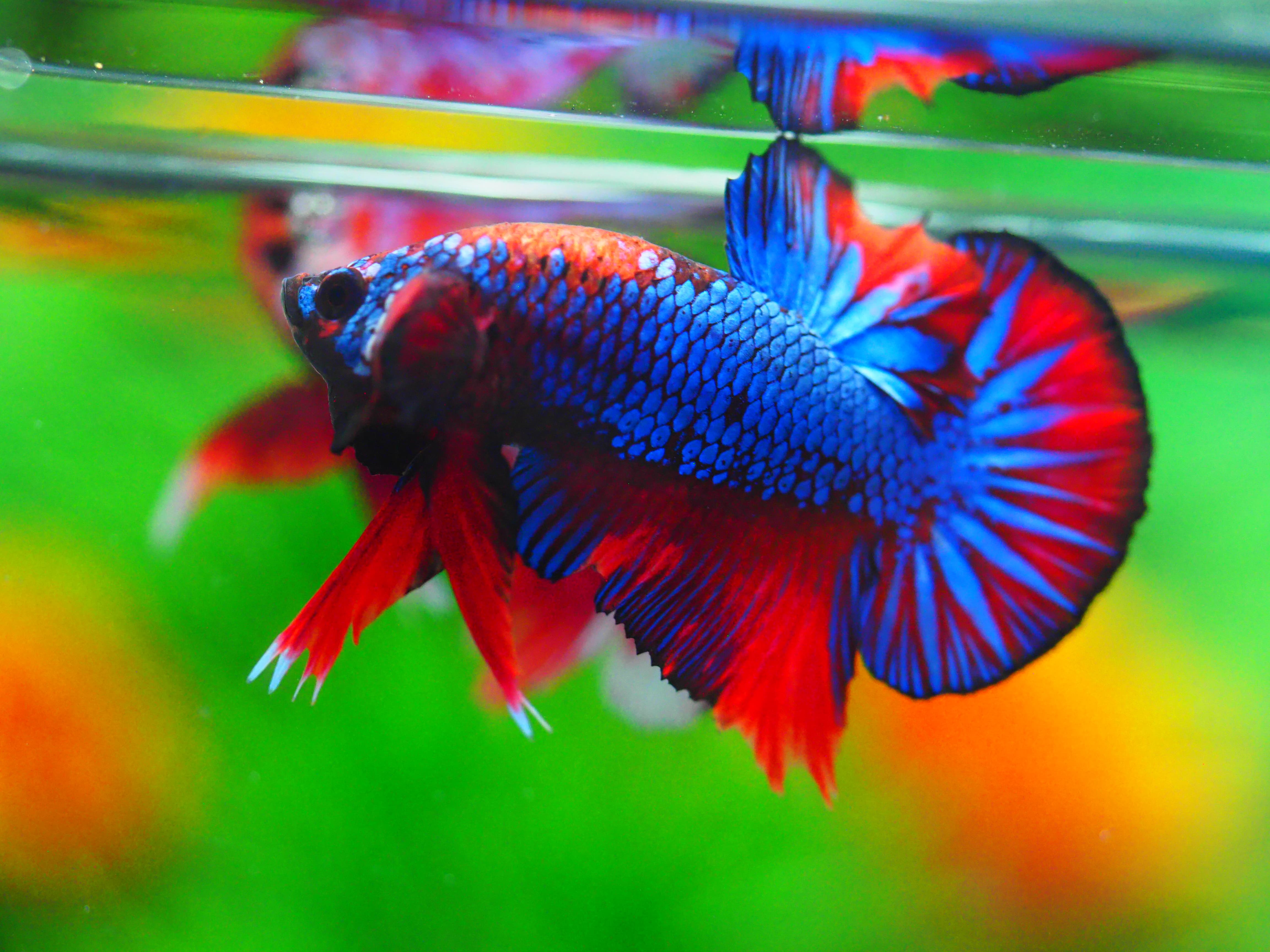 HMPK FANCY MALE GRADE A +++