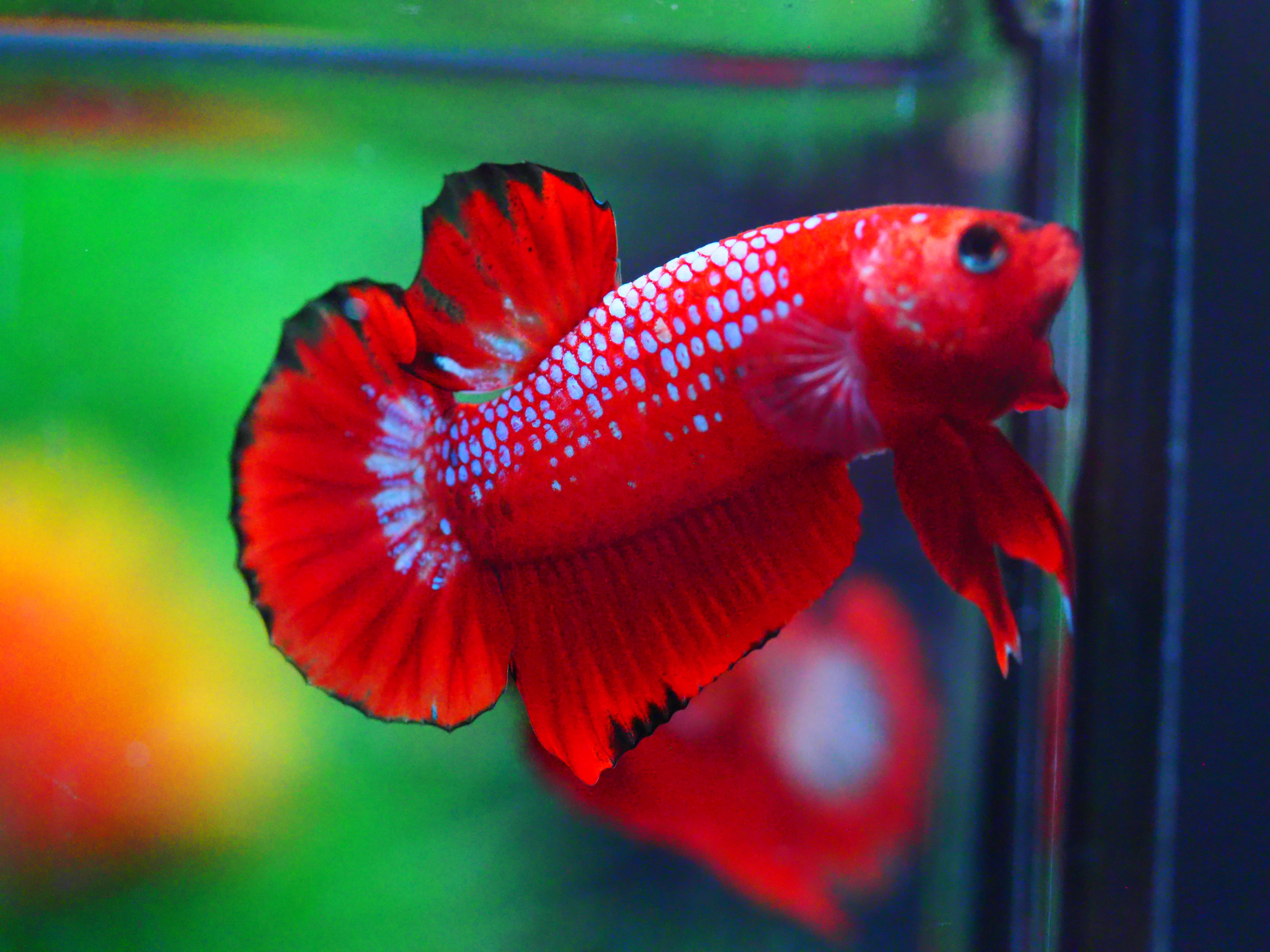 HMPK HELLBOY MALE GRADE A +++