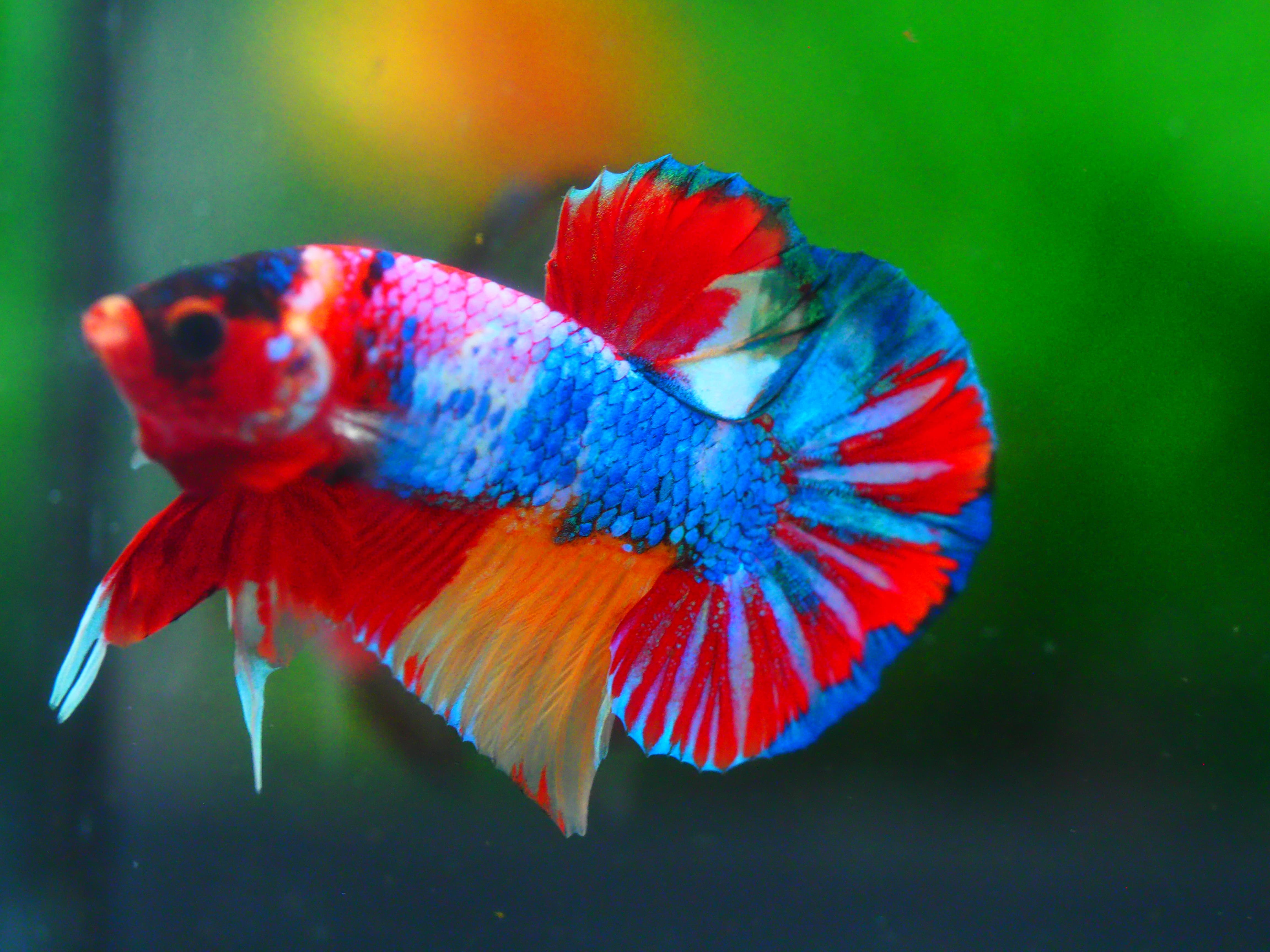 HMPK CANDY MALE GRADE A +++