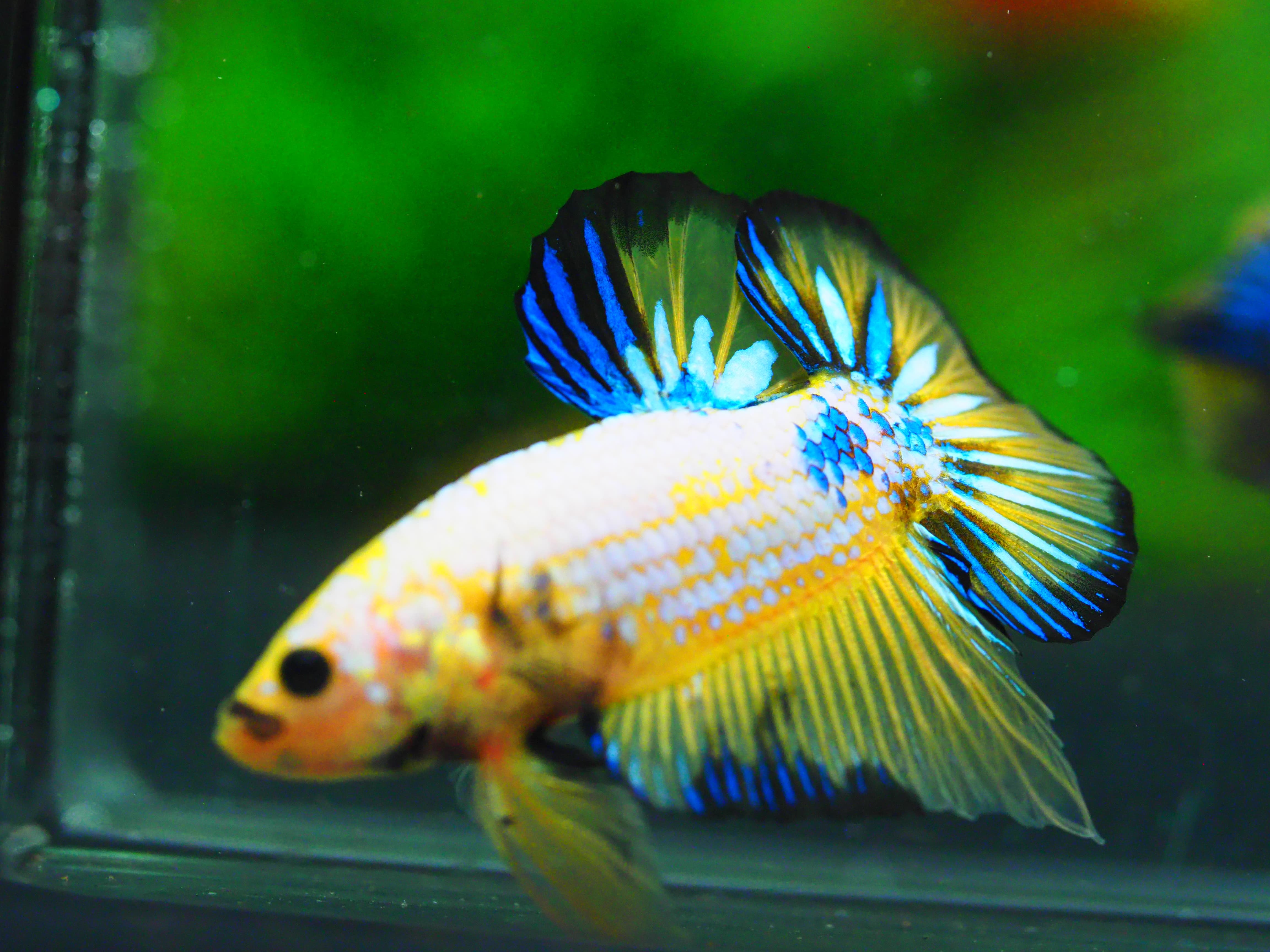 HMPK FANCY MALE GRADE A +++