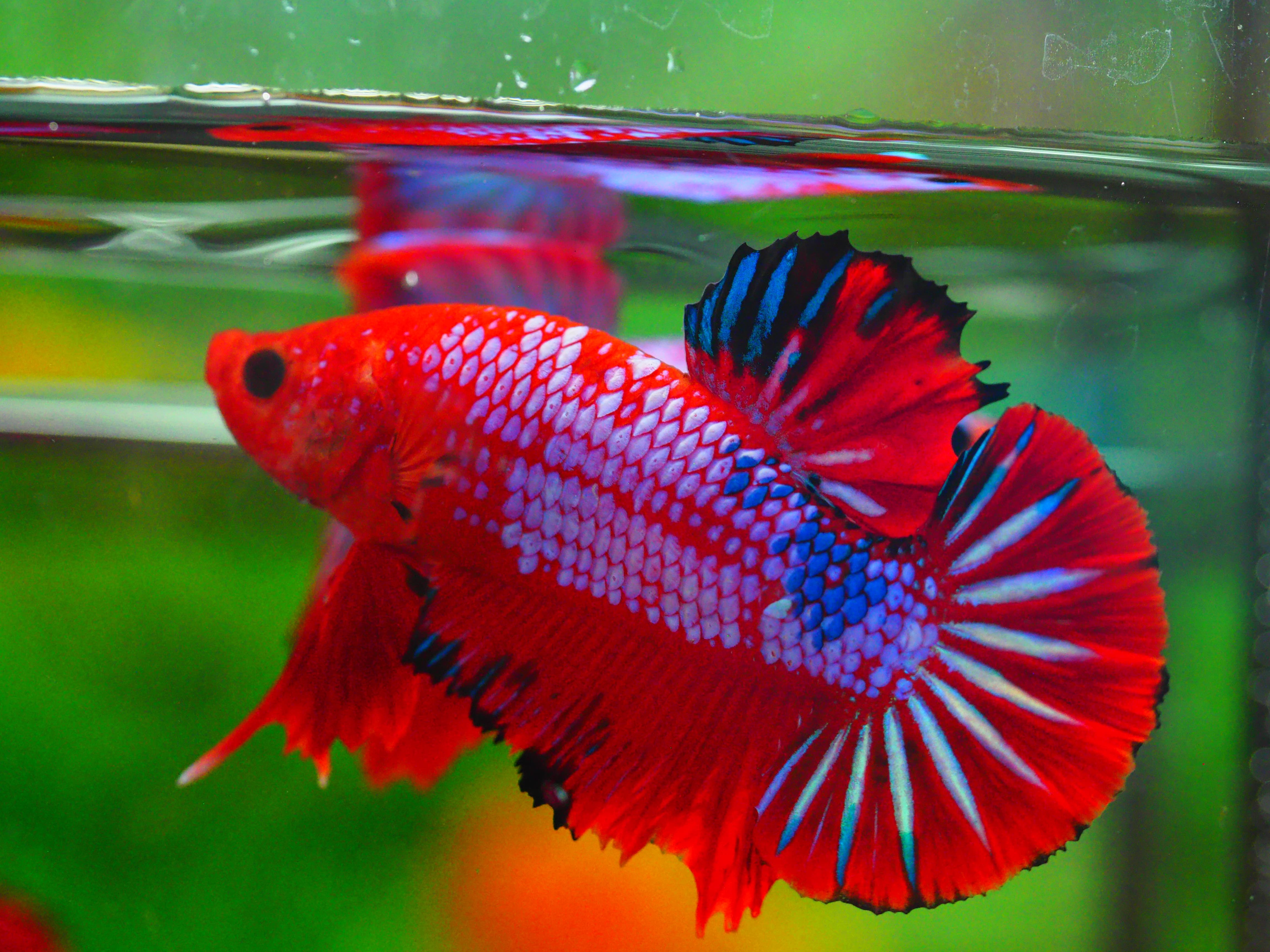 HMPK FANCY MALE GRADE A +++