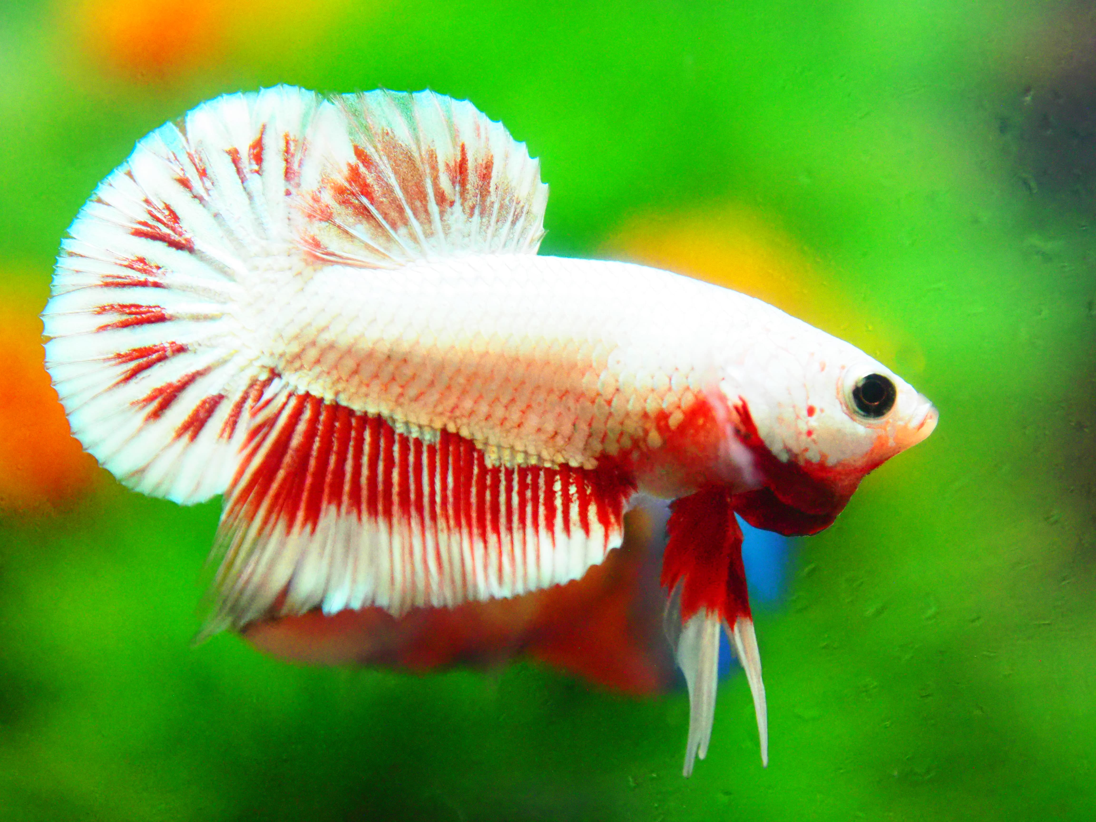 HMPK COPPER FANCY MALE GRADE A +++