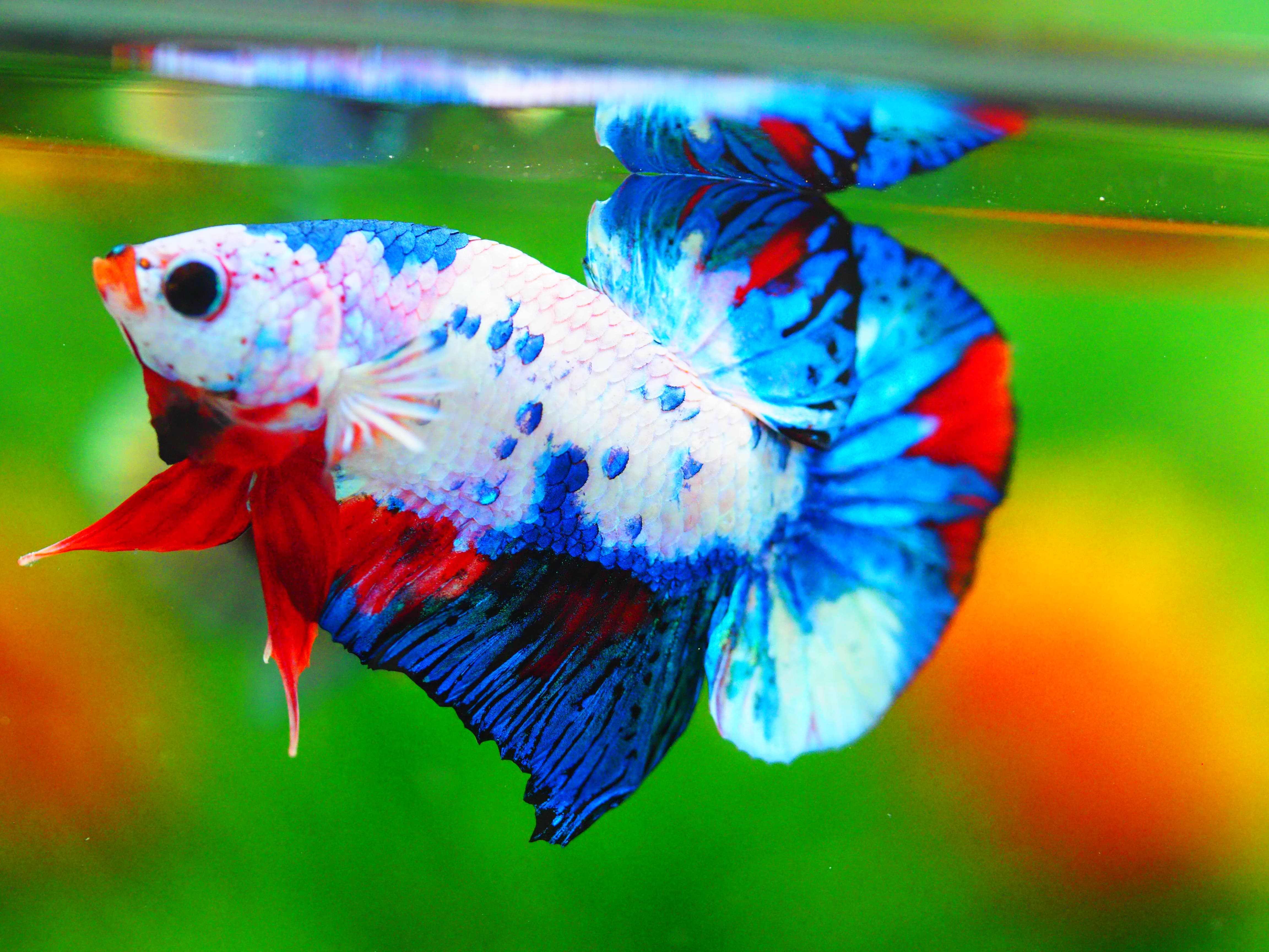 HMPK KOI FANCY MALE GRADE A +++