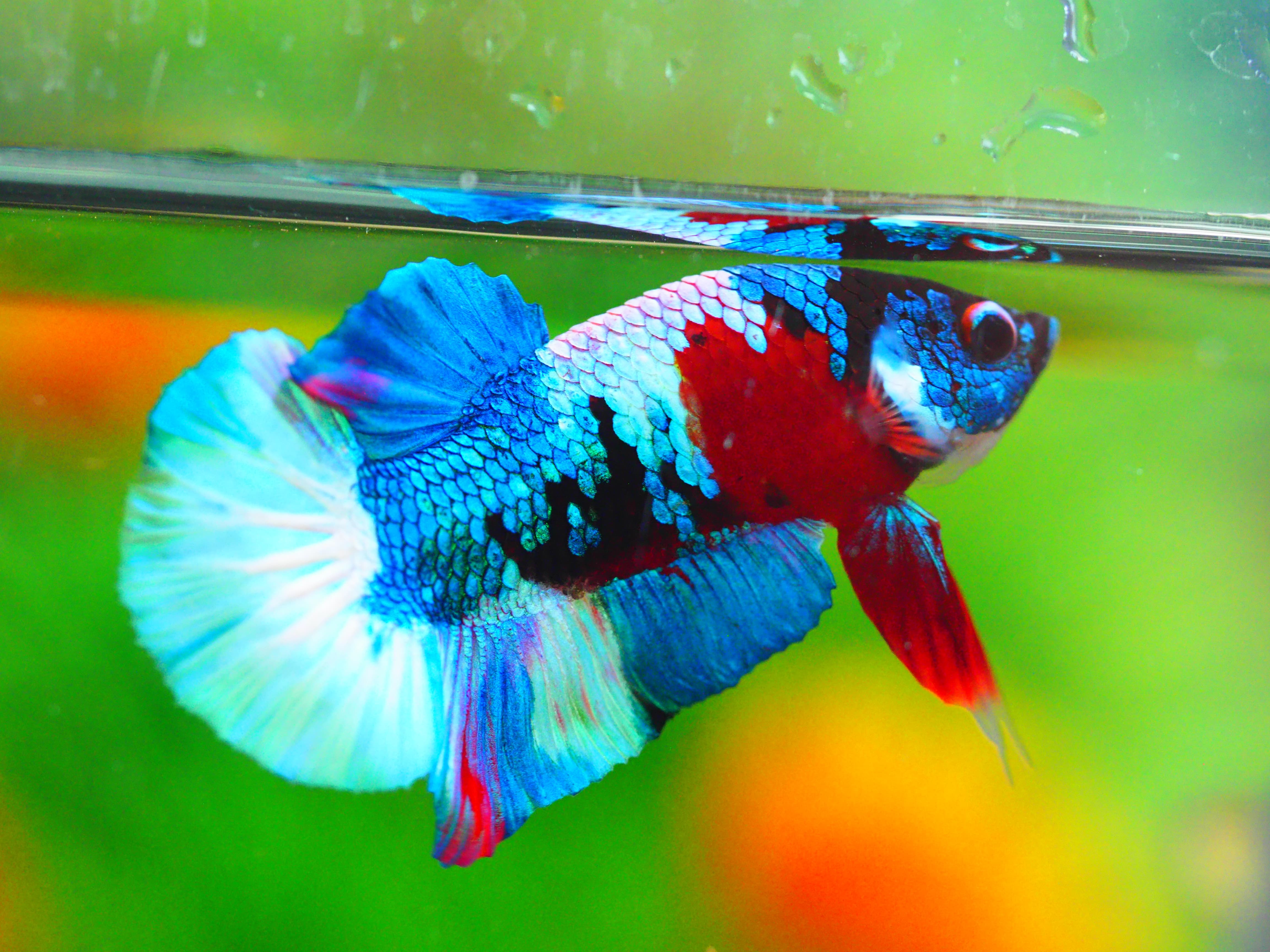 HMPK KOI GALAXY MALE GRADE A +++