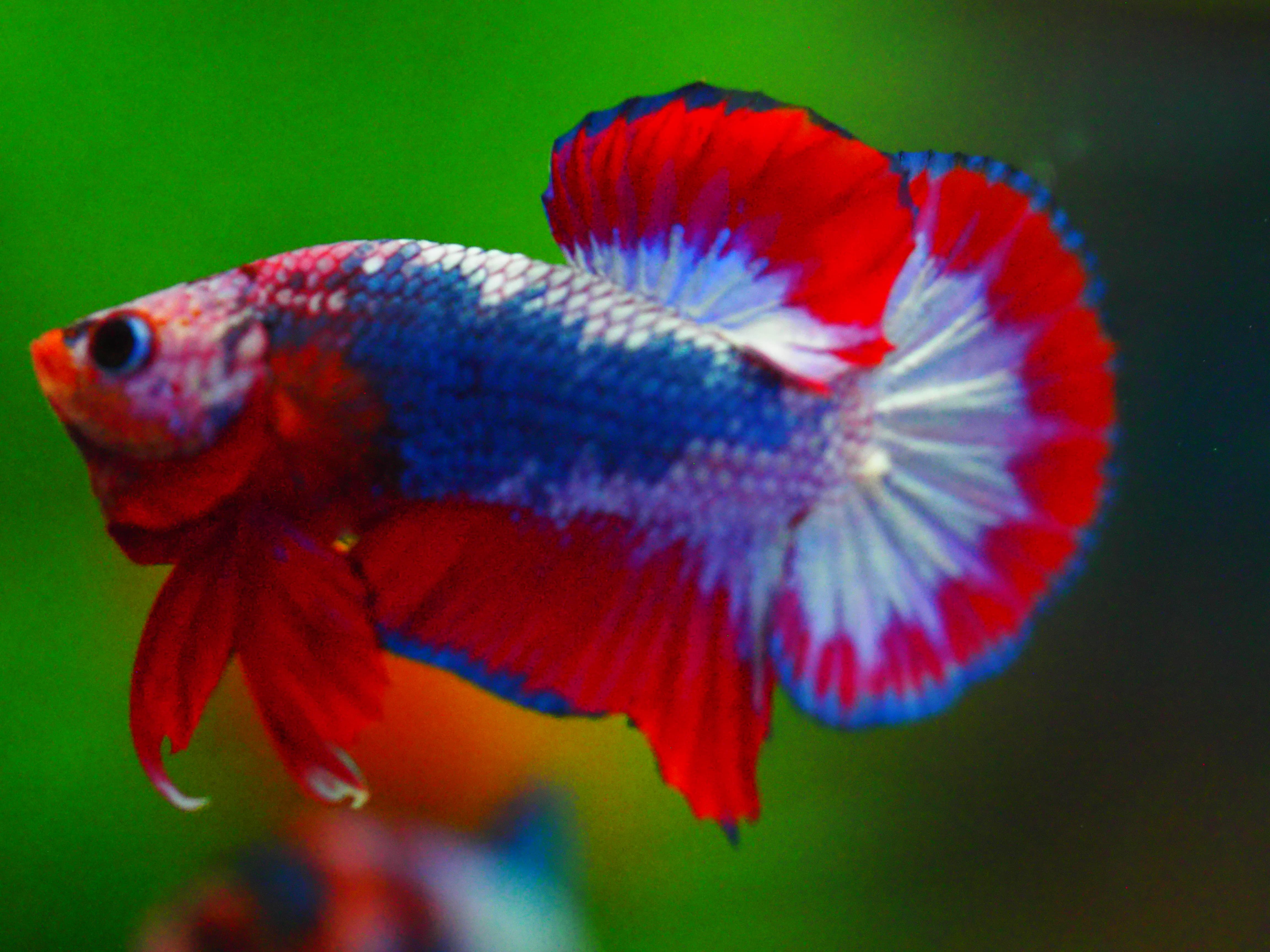 HMPK FANCY MALE GRADE A +++