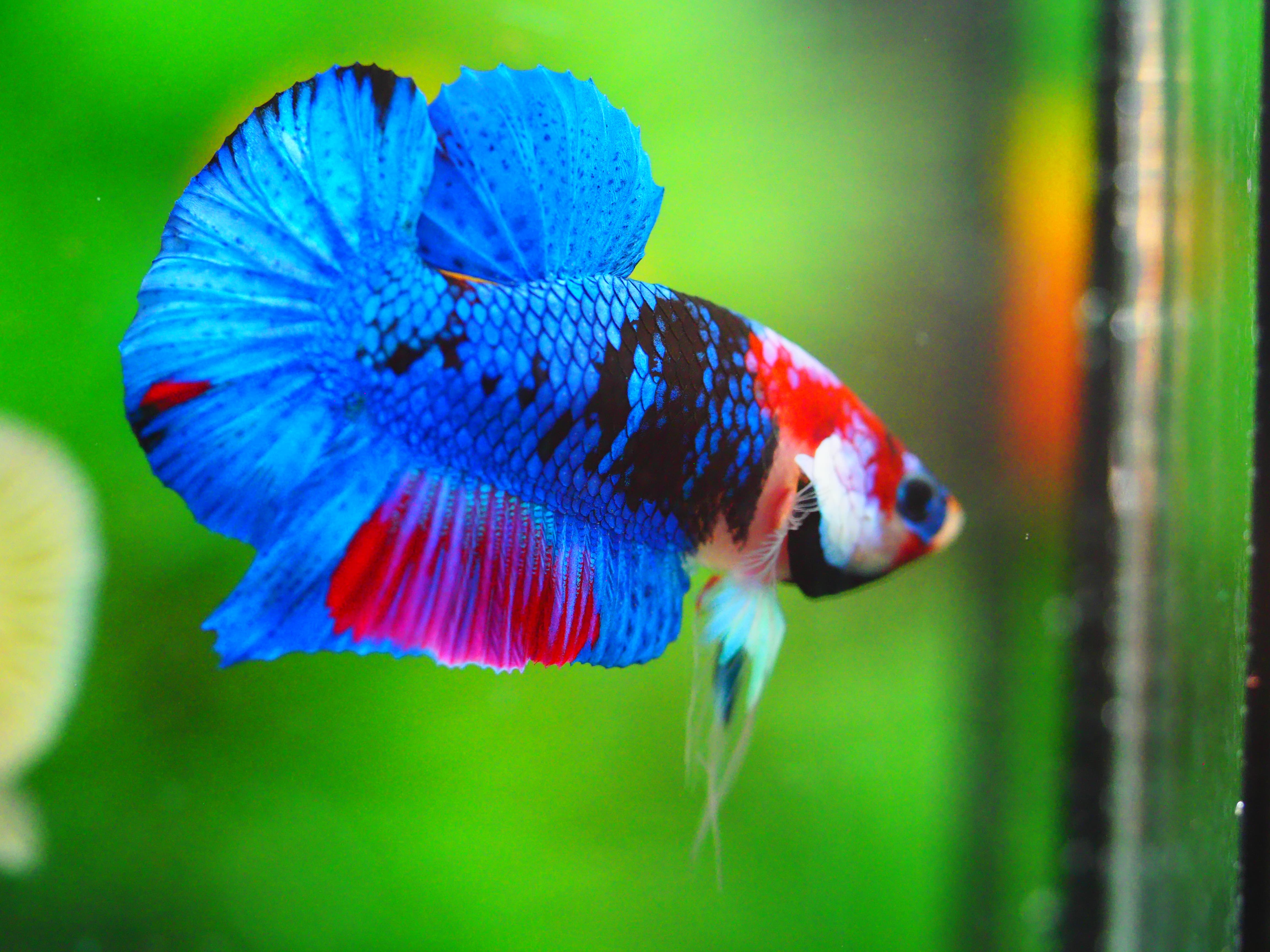 HMPK KOI GALAXY MALE GRADE A +++