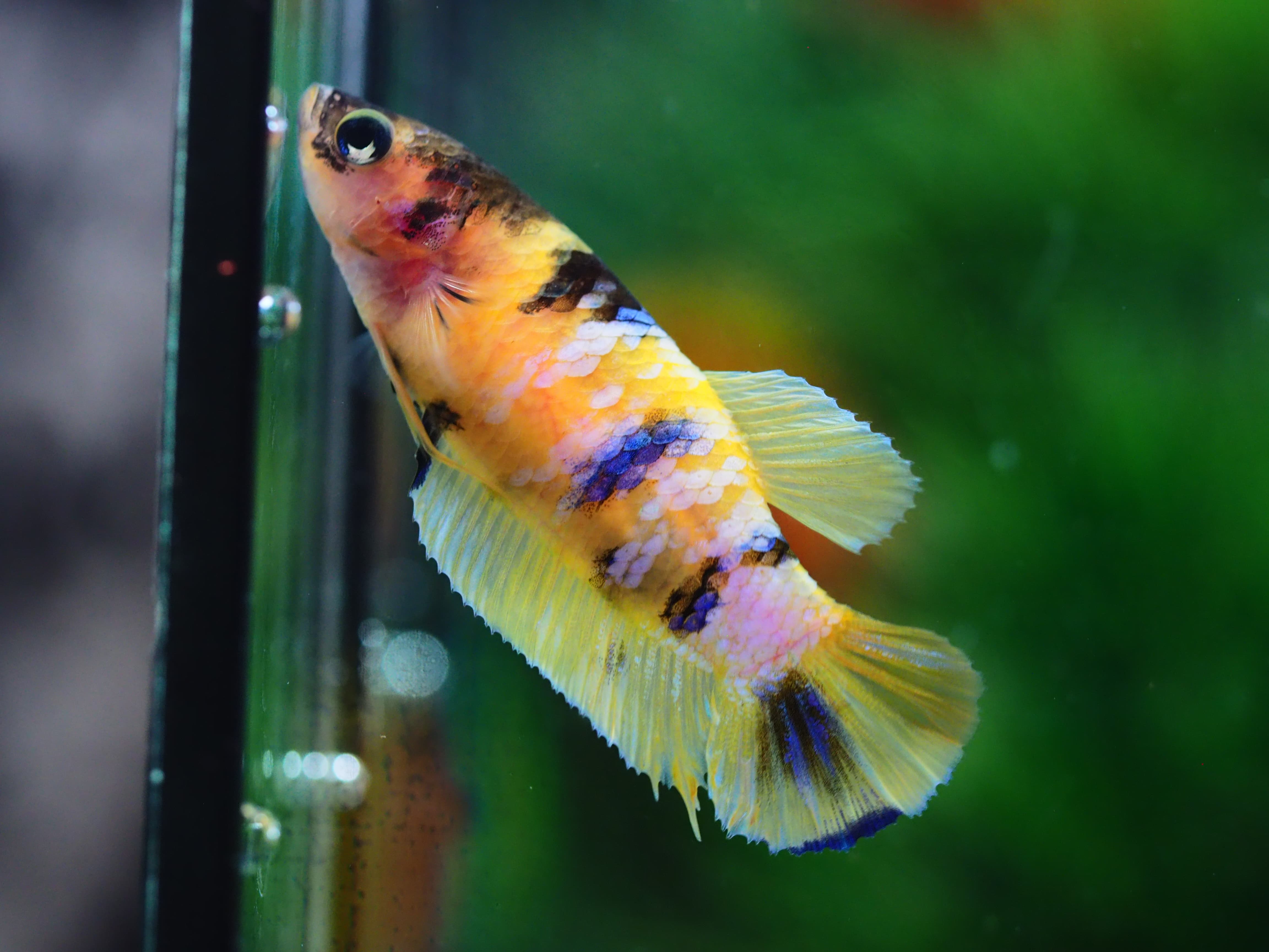 HMPK KOI YELLOW GRADE A++ FEMALE