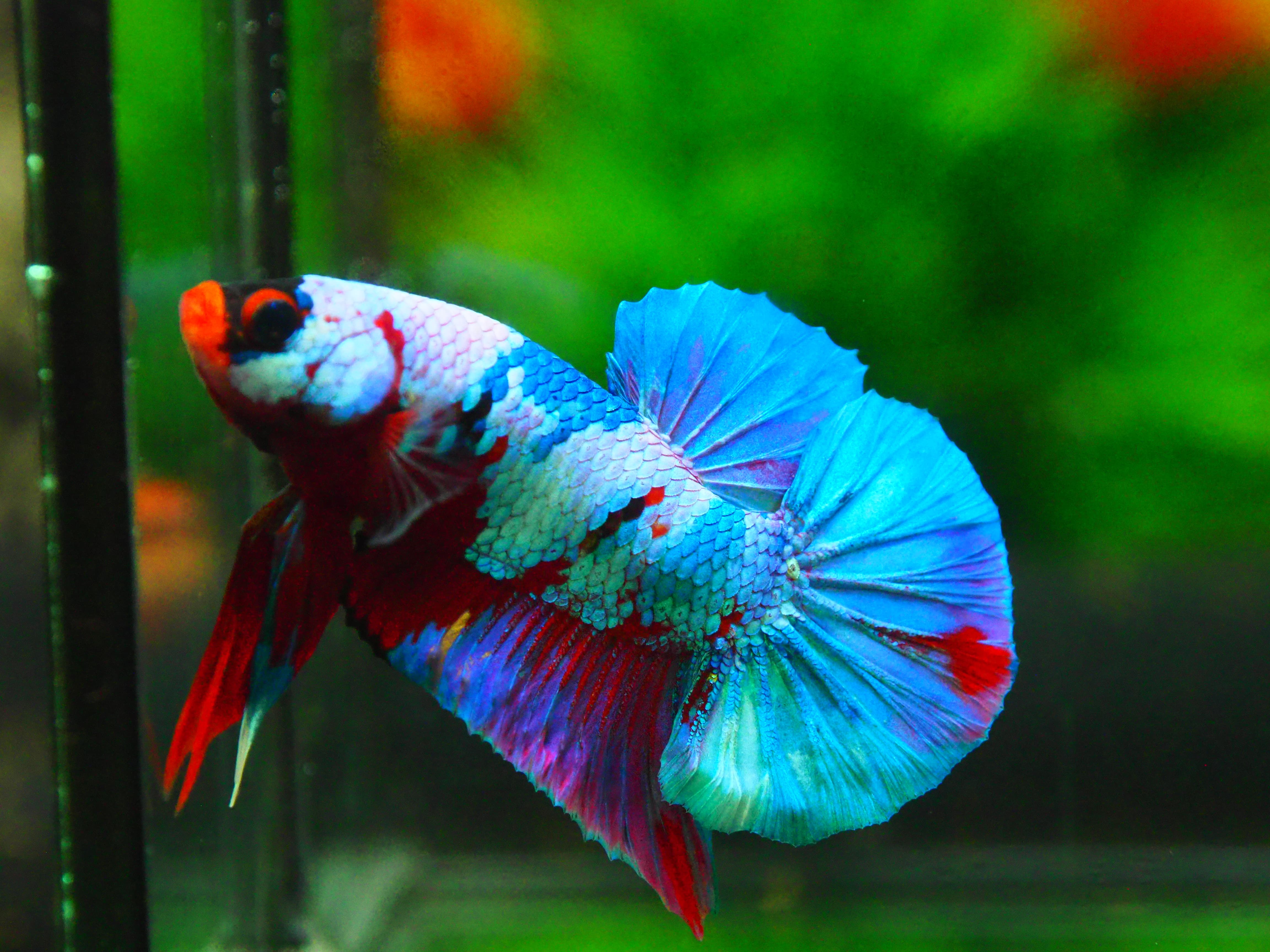 HMPK KOI FANCY MALE GRADE A +++