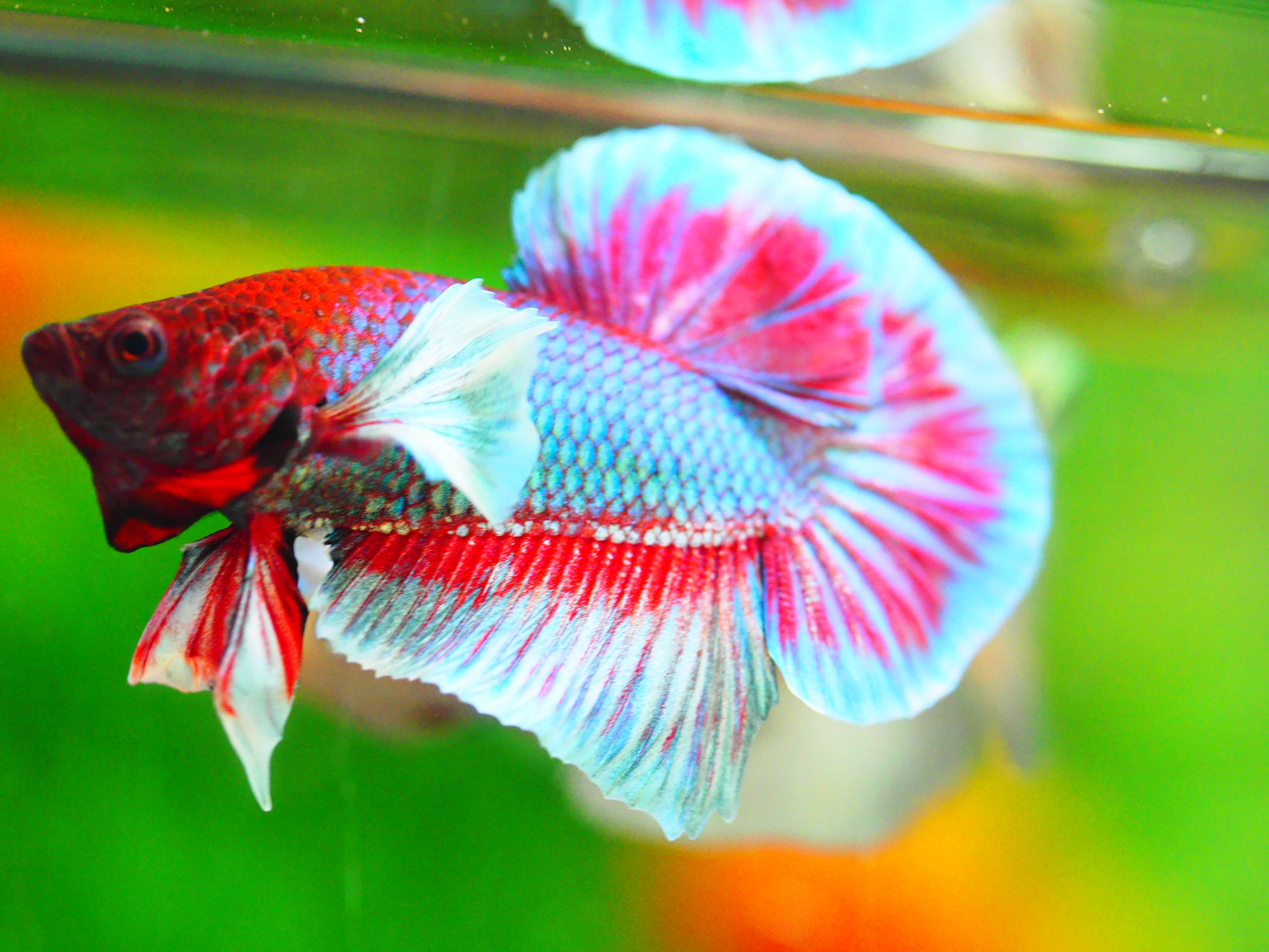 HMPK DUMBO MALE GRADE A +++