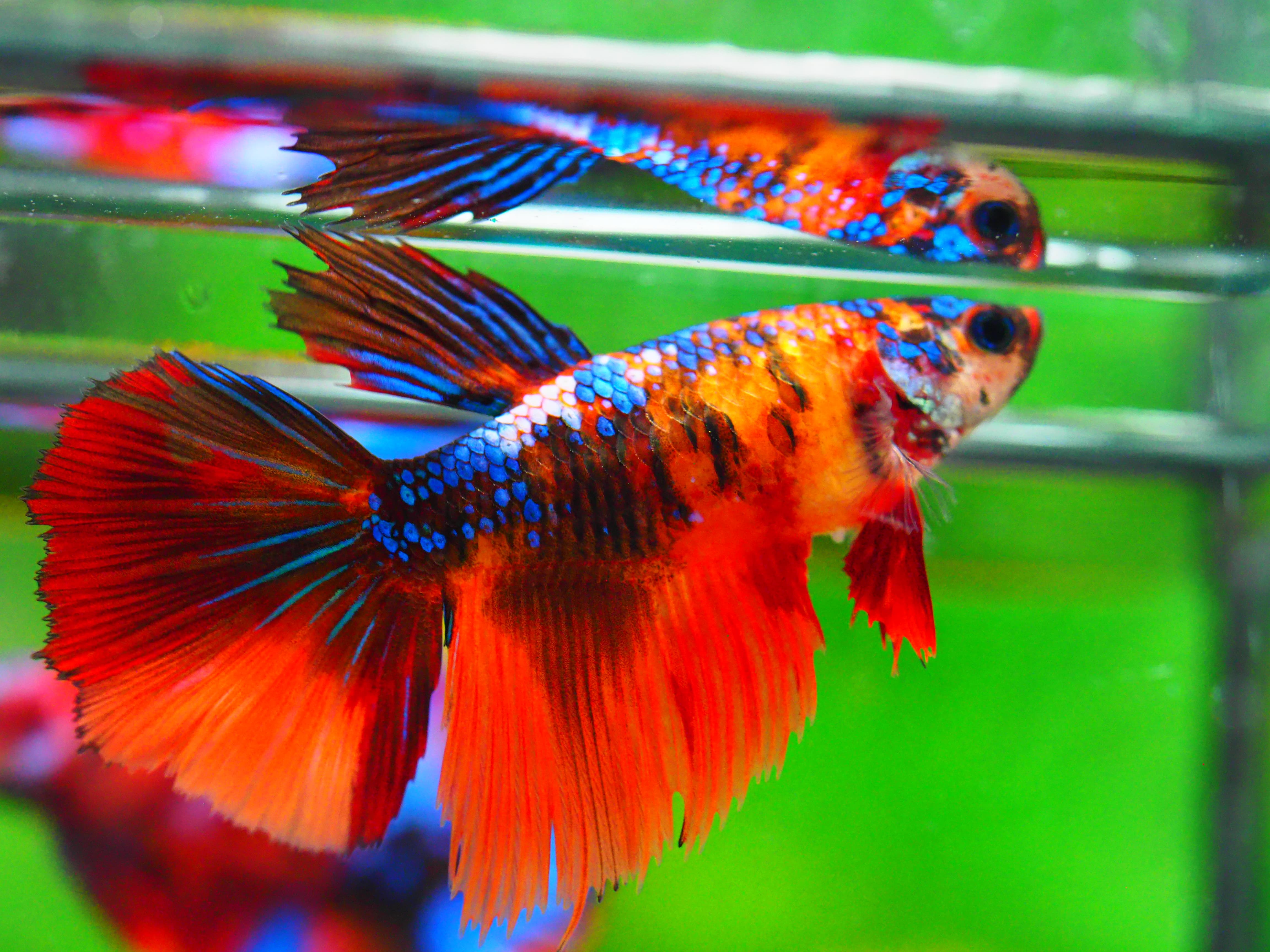 HM NEMO GALAXY FNMALE GRADE A +++