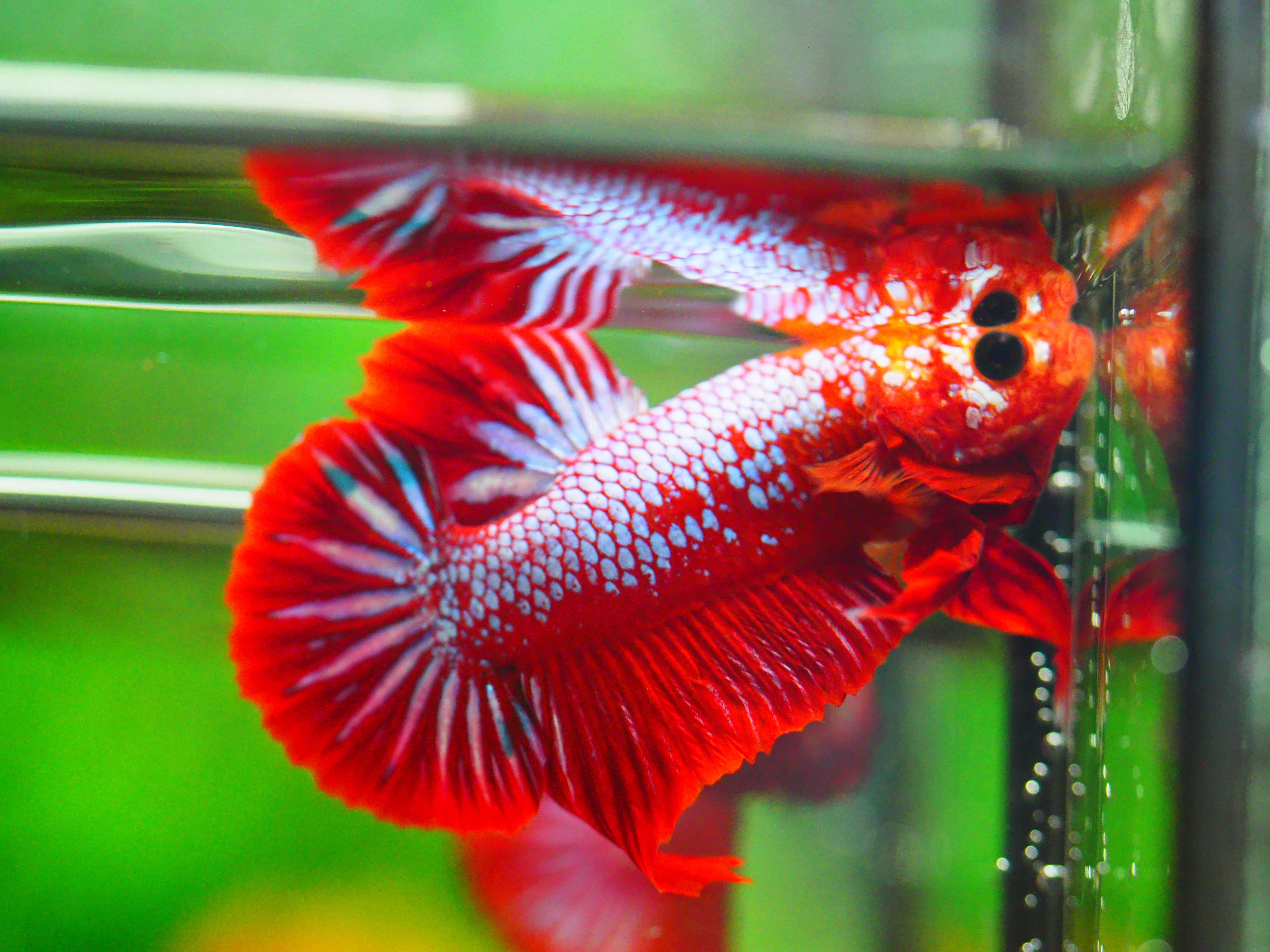 HMPK FANCY MALE GRADE A +++