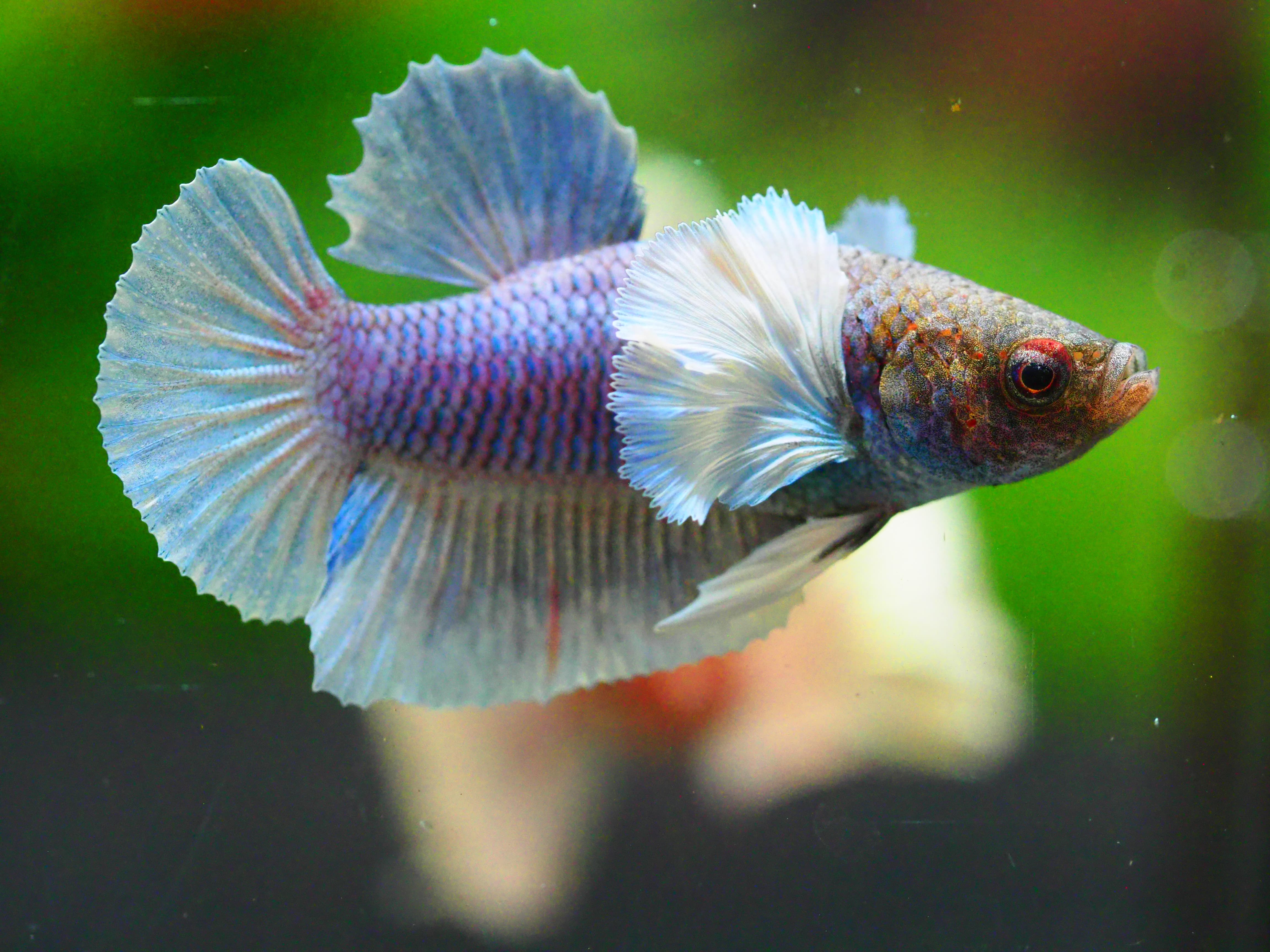 HMPK DUMBO MALE GRADE A +++