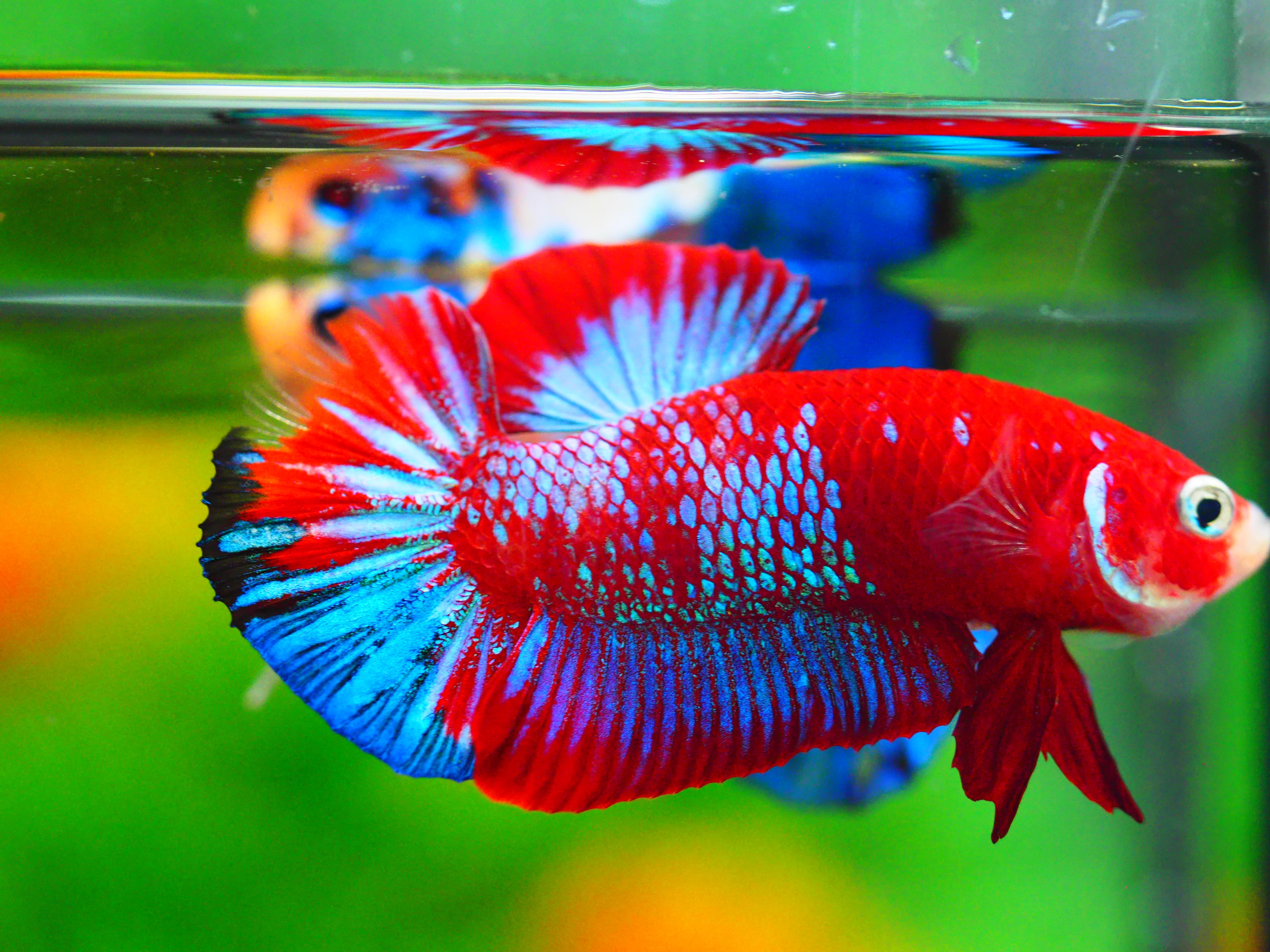 HMPK KOI GALAXY MALE GRADE A +++