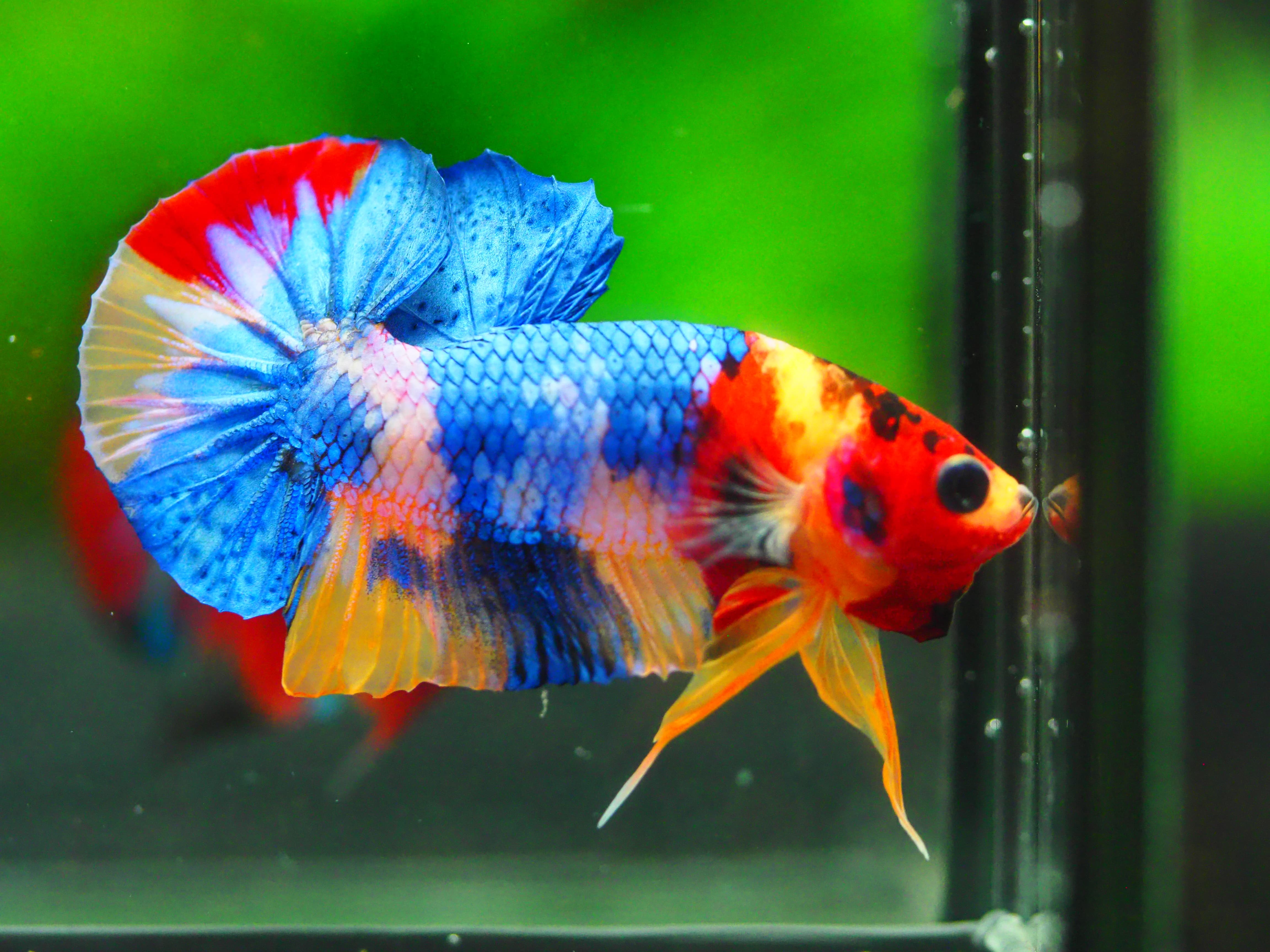 HMPK Multicolor MALE GRADE A +++