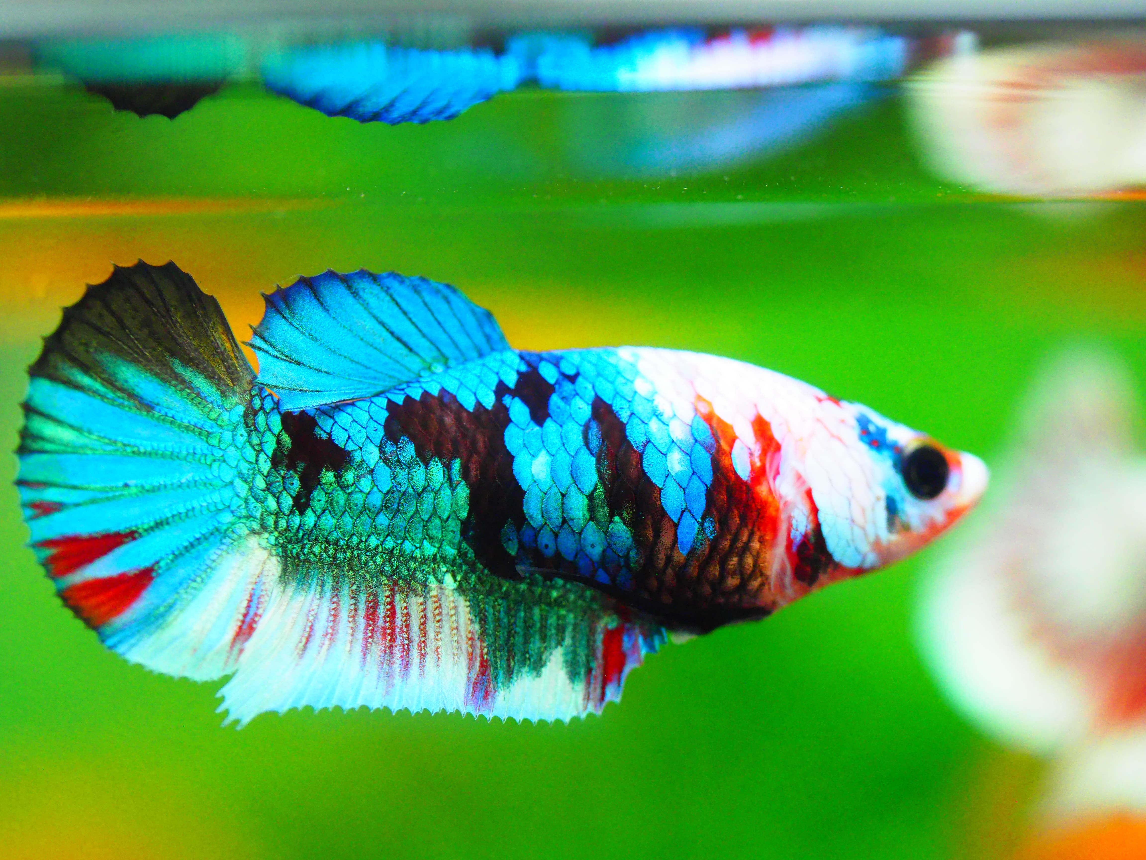 HMPK KOI GALAXY FN MALE GRADE A +++