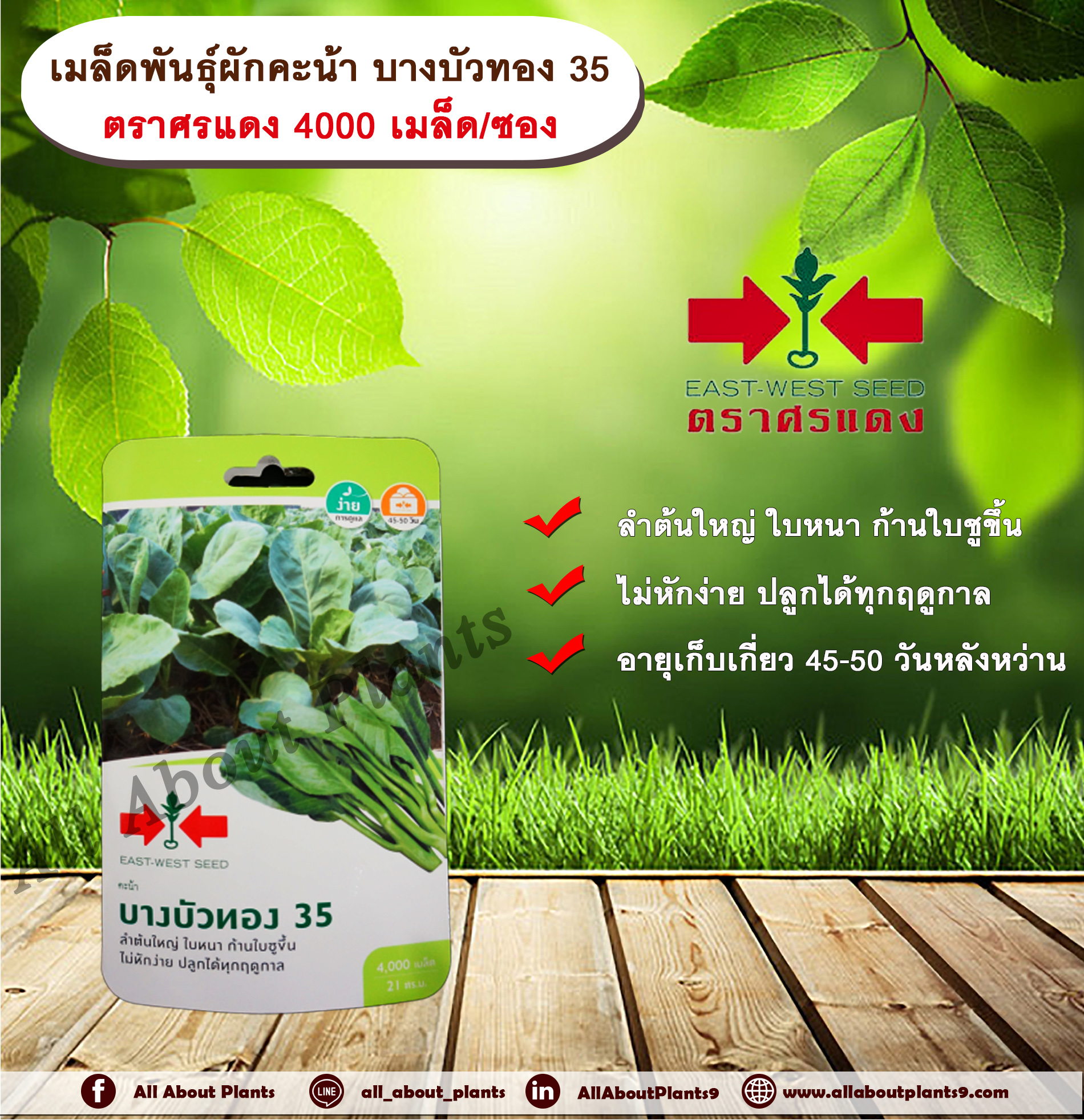เมล็ดพันธุ์ผักคะน้า บางบัวทอง 35 ตราศรแดง 4000 เมล็ด/ซอง เมล็ดพันธุ์ เมล็ดพันธุ์ผัก เมล็ดพันธุ์พืช ผักสวนครัว ลำต้นใหญ่ ใบหนา ก้านใบชูขึ้น ไม่หักง่าย ปลูกได้ทุฤดูกาล allaboutplants ชิ้น