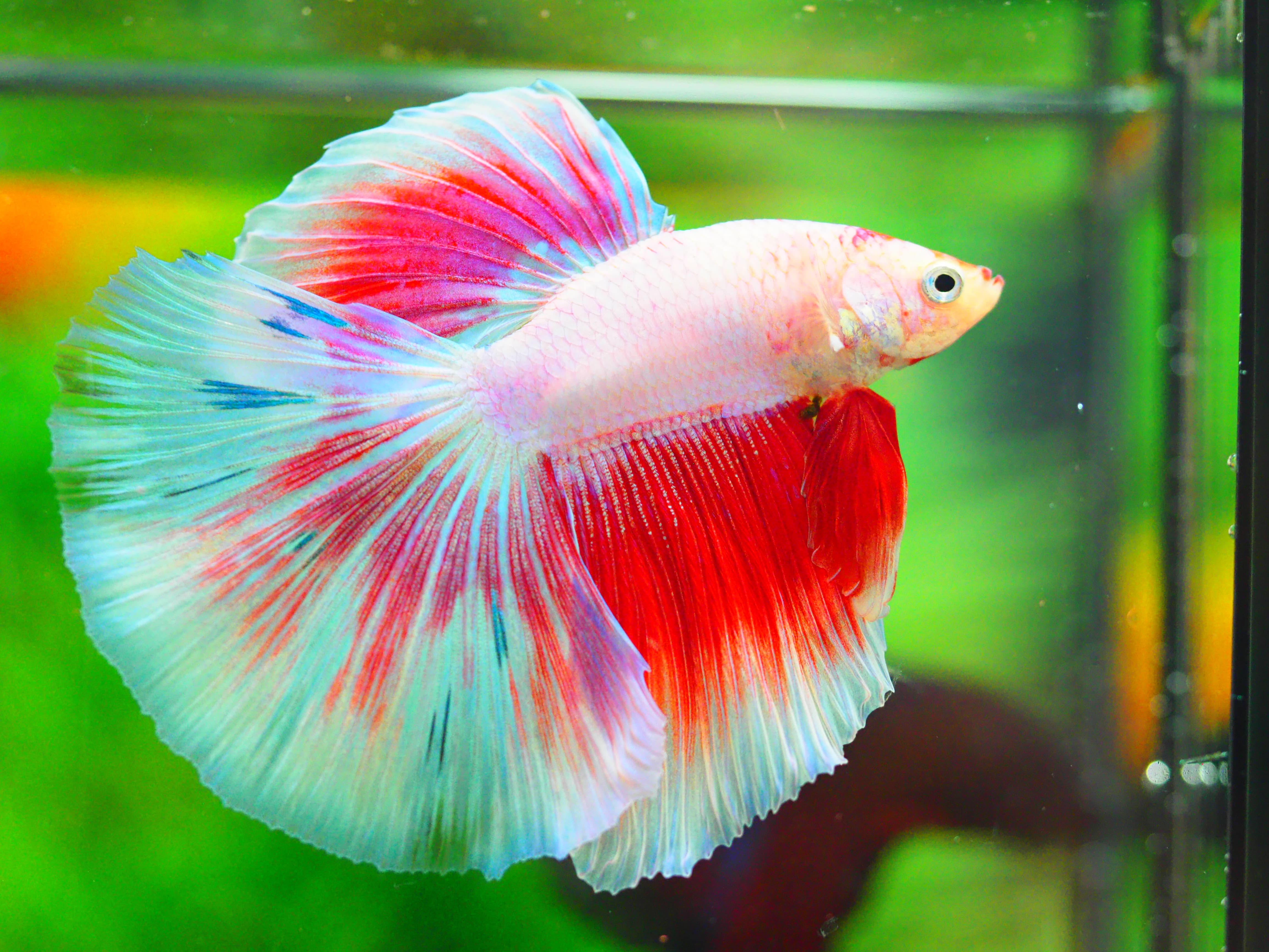 HM FANCY MALE GRADE A +++