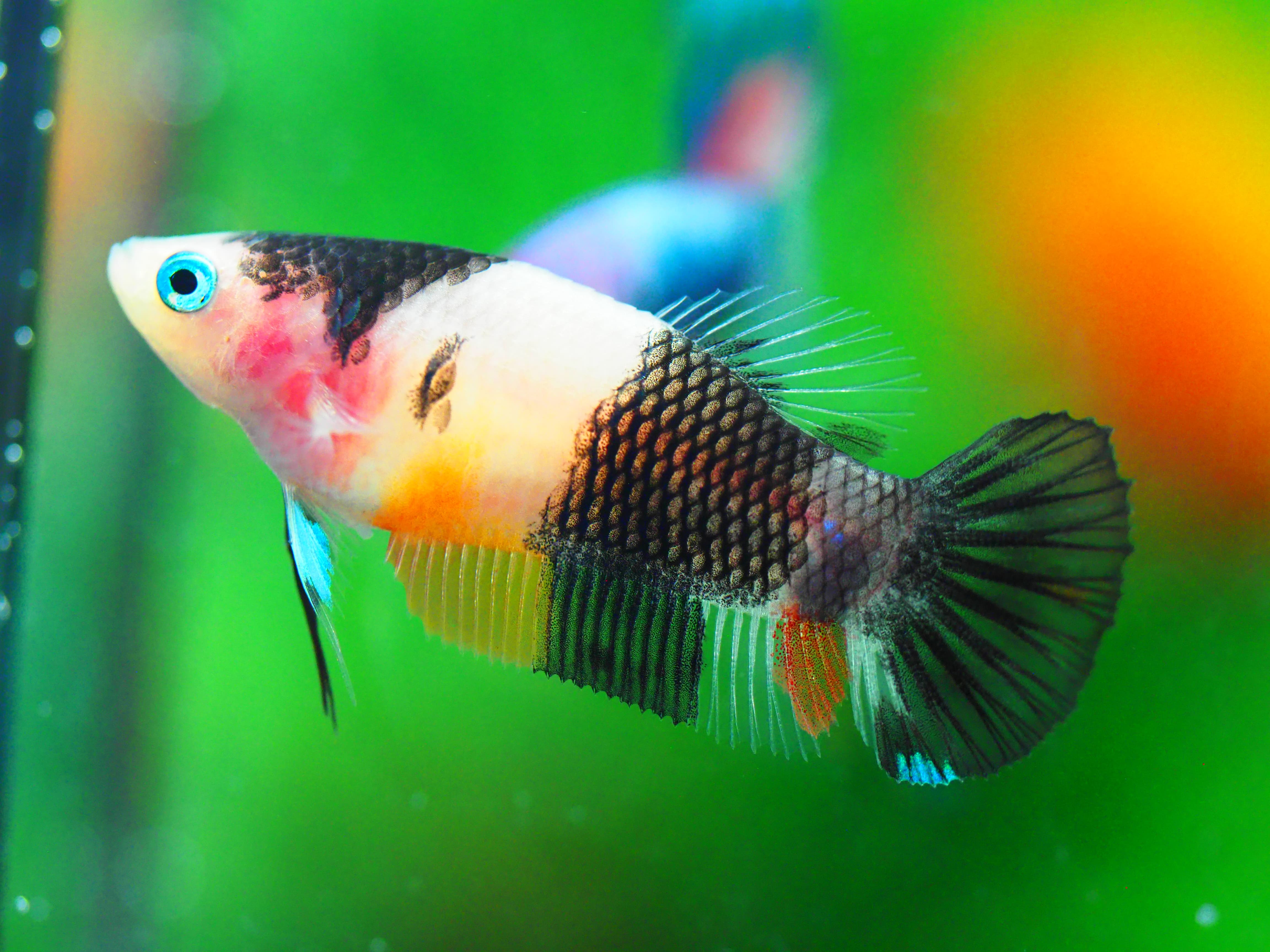 HMPK KOI GALAXY FNMALE GRADE A +++