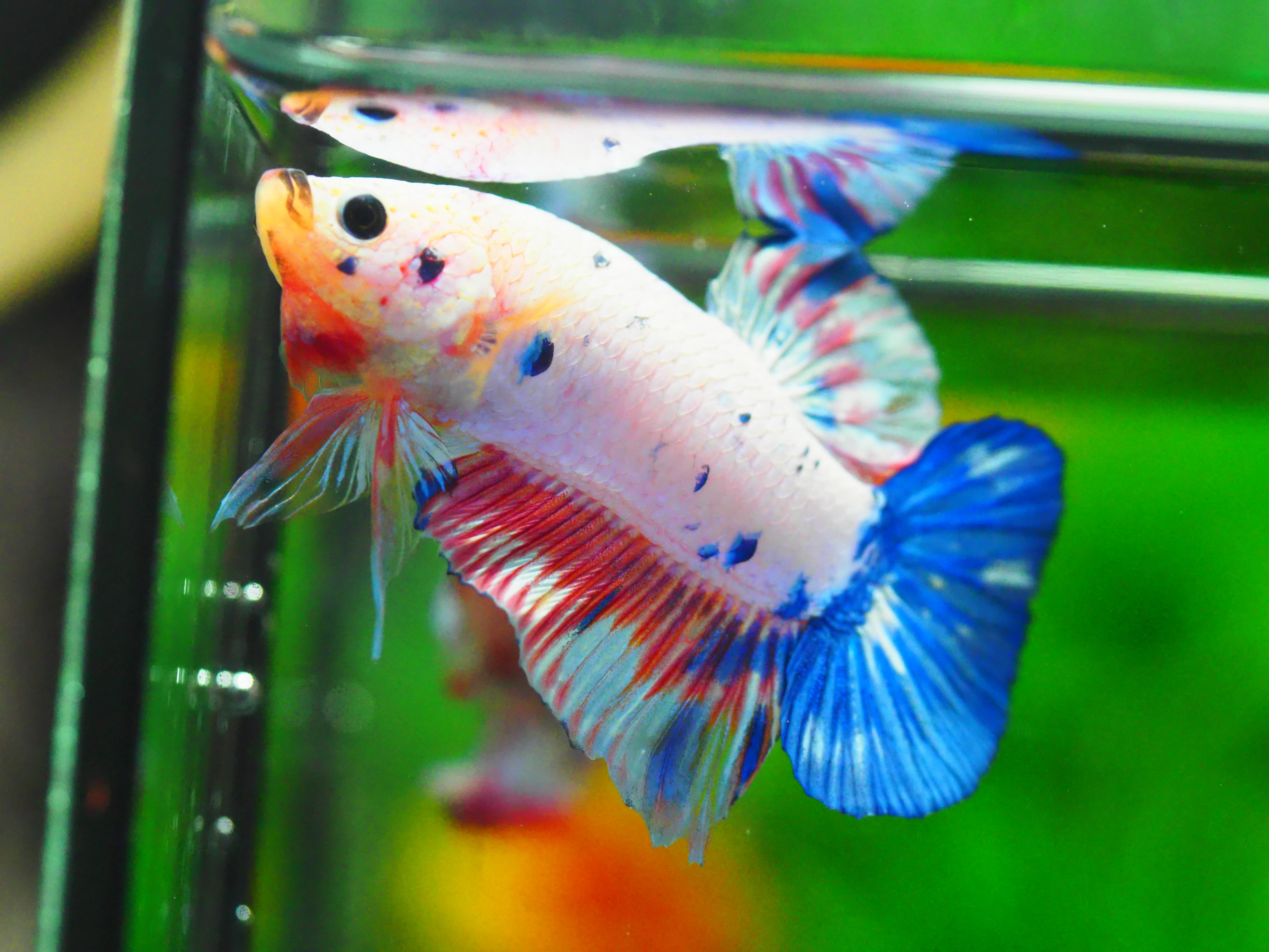 HMPK FANCY MALE GRADE A +++