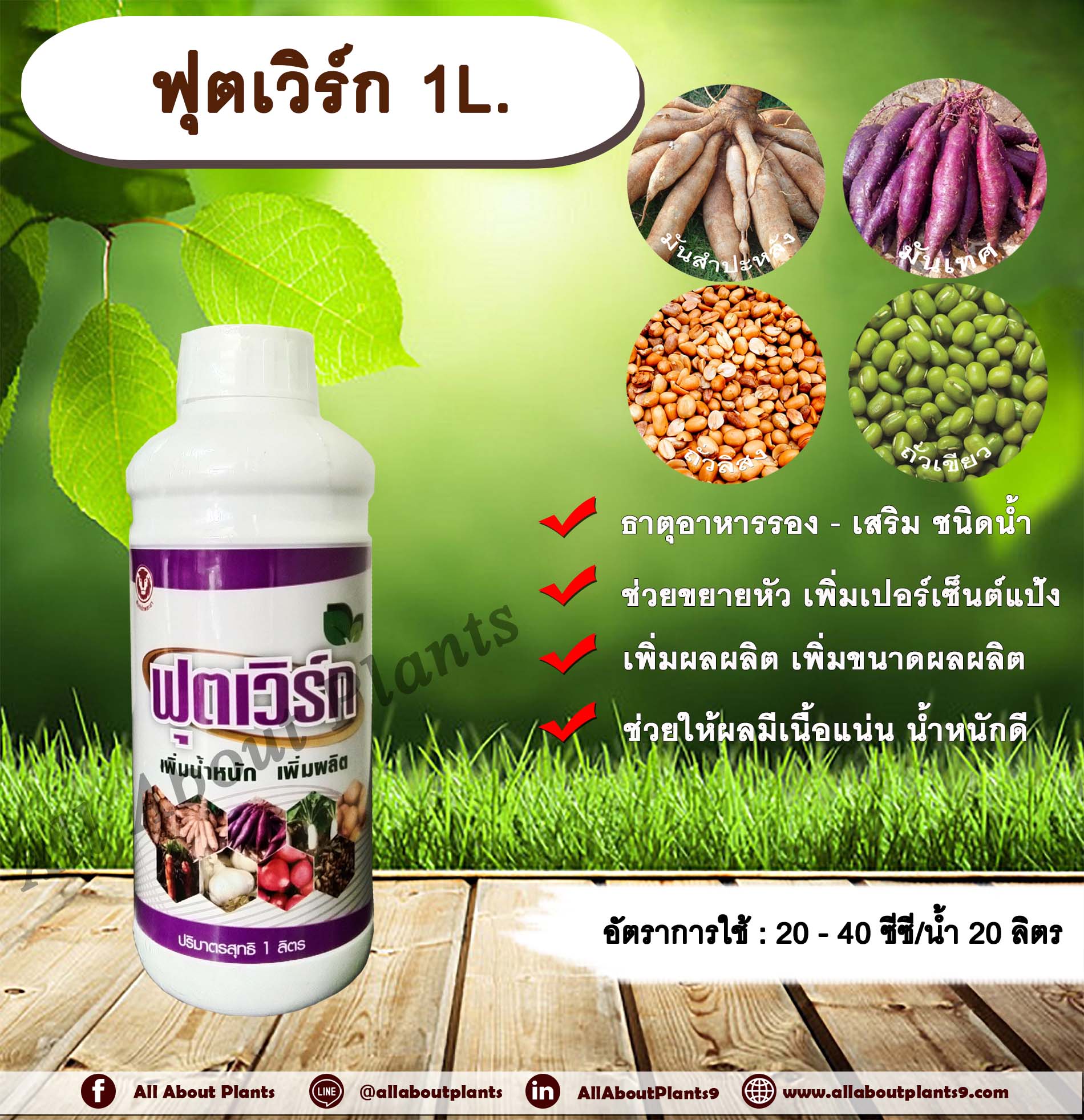 ฟุตเวิร์ก 1L. ขยายหัวมัน มันหัวโต เพิ่มเปอร์เซ็นต์แป้ง เพิ่มผลผลิต เพิ่มขนาดผลผลิตช่วยให้ผลมีเนื้อแน่น น้ำหนักดี ธาตุอาหารรอง ธาตุอาหารเสริม ชนิดน้ำ allaboutplants ชิ้น