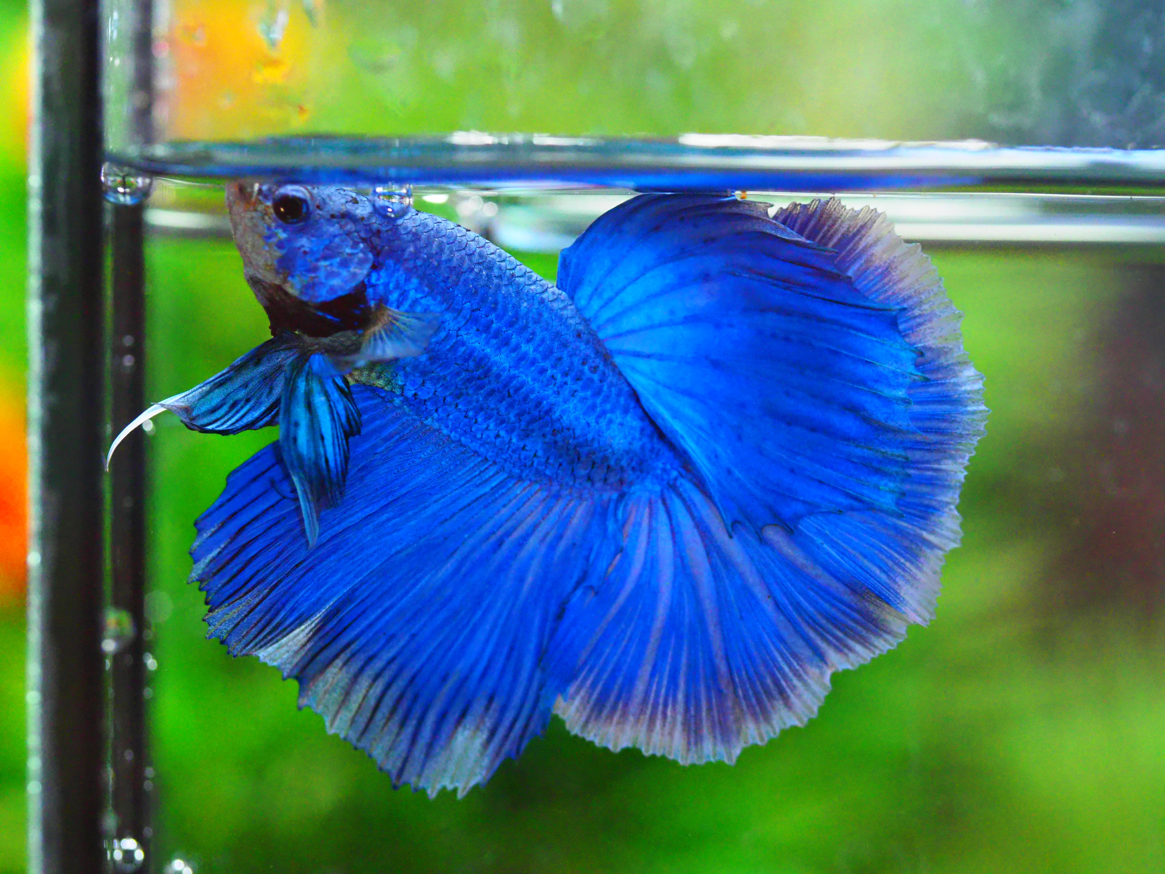 HM FANCY MALE GRADE A +++